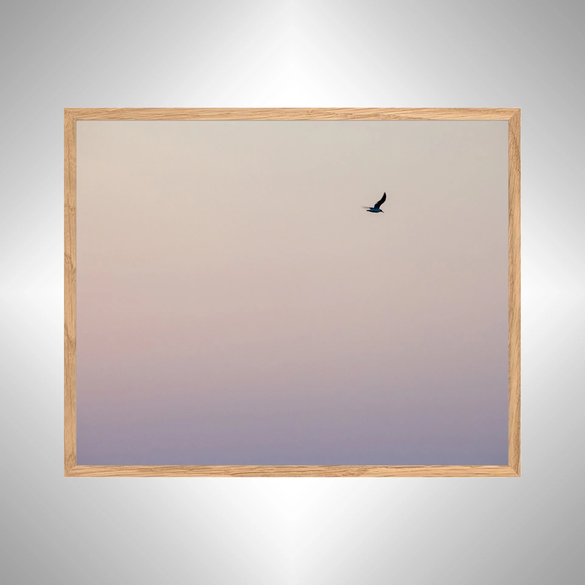 1:1 Seagull Flying on Pink Gradient- White copy NATTY.jpg