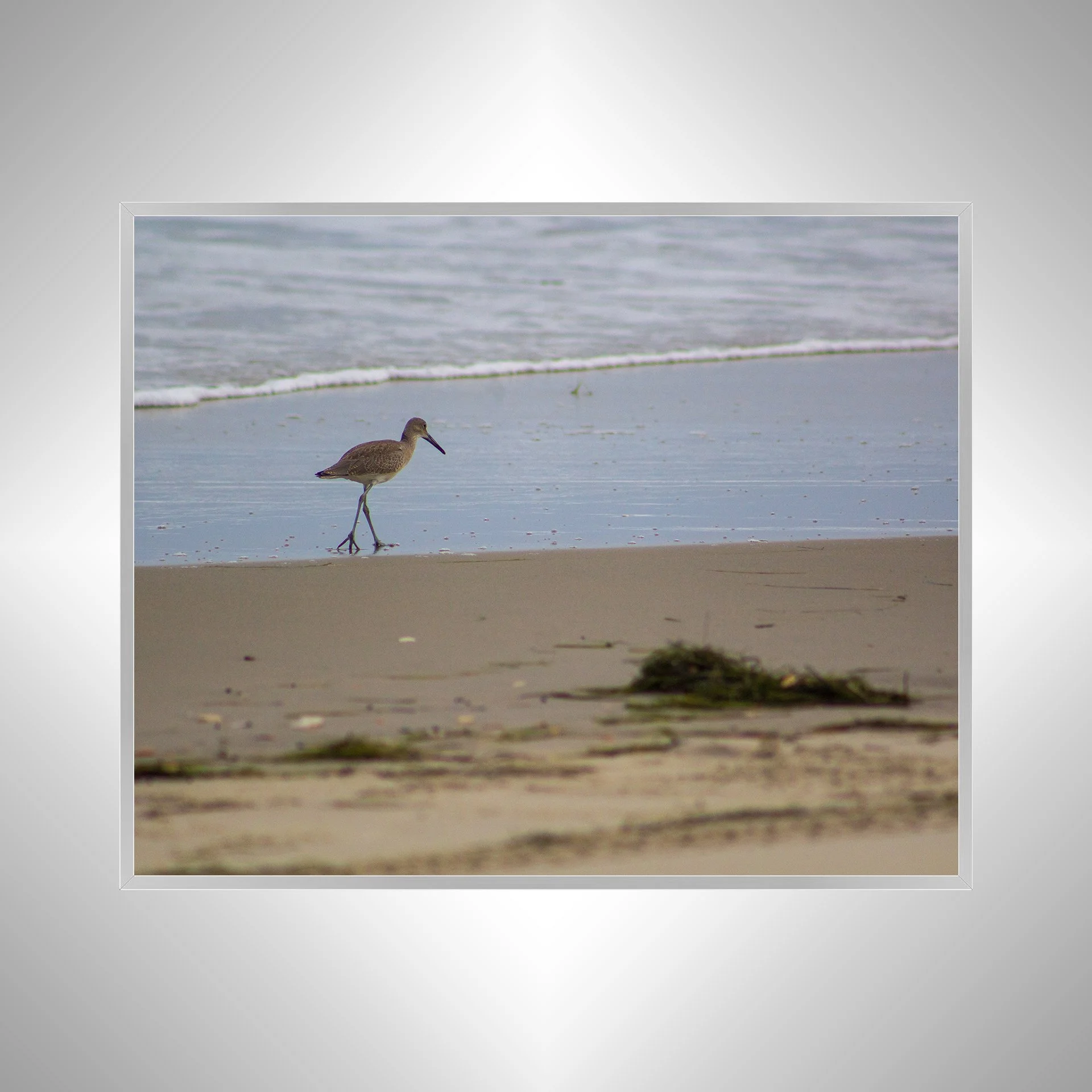 1:1 Willet Walking on Beach- Silver.jpg