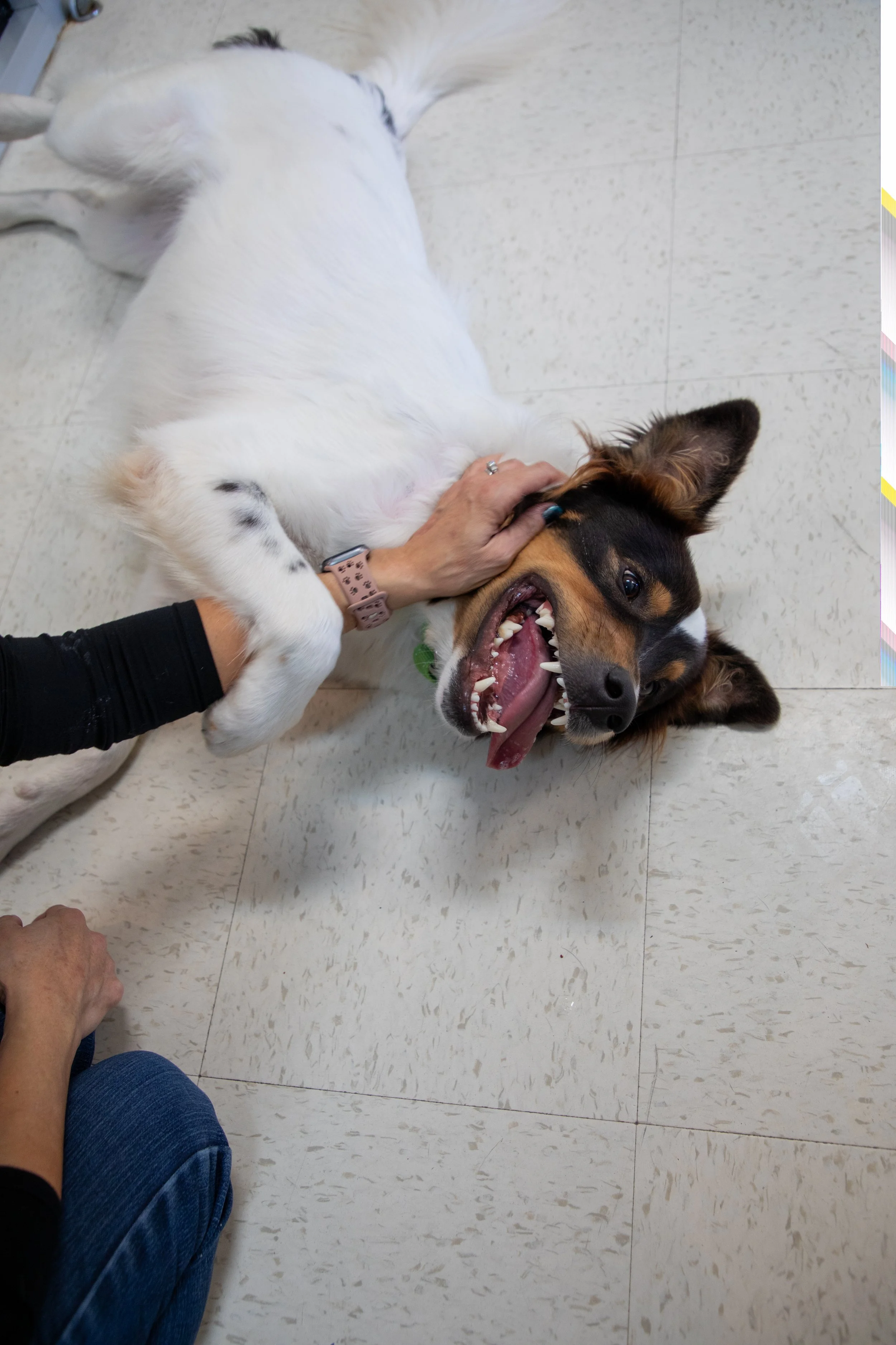 Will Locke Pet Photography- HopeForLife-9 Unwatermarked.jpg