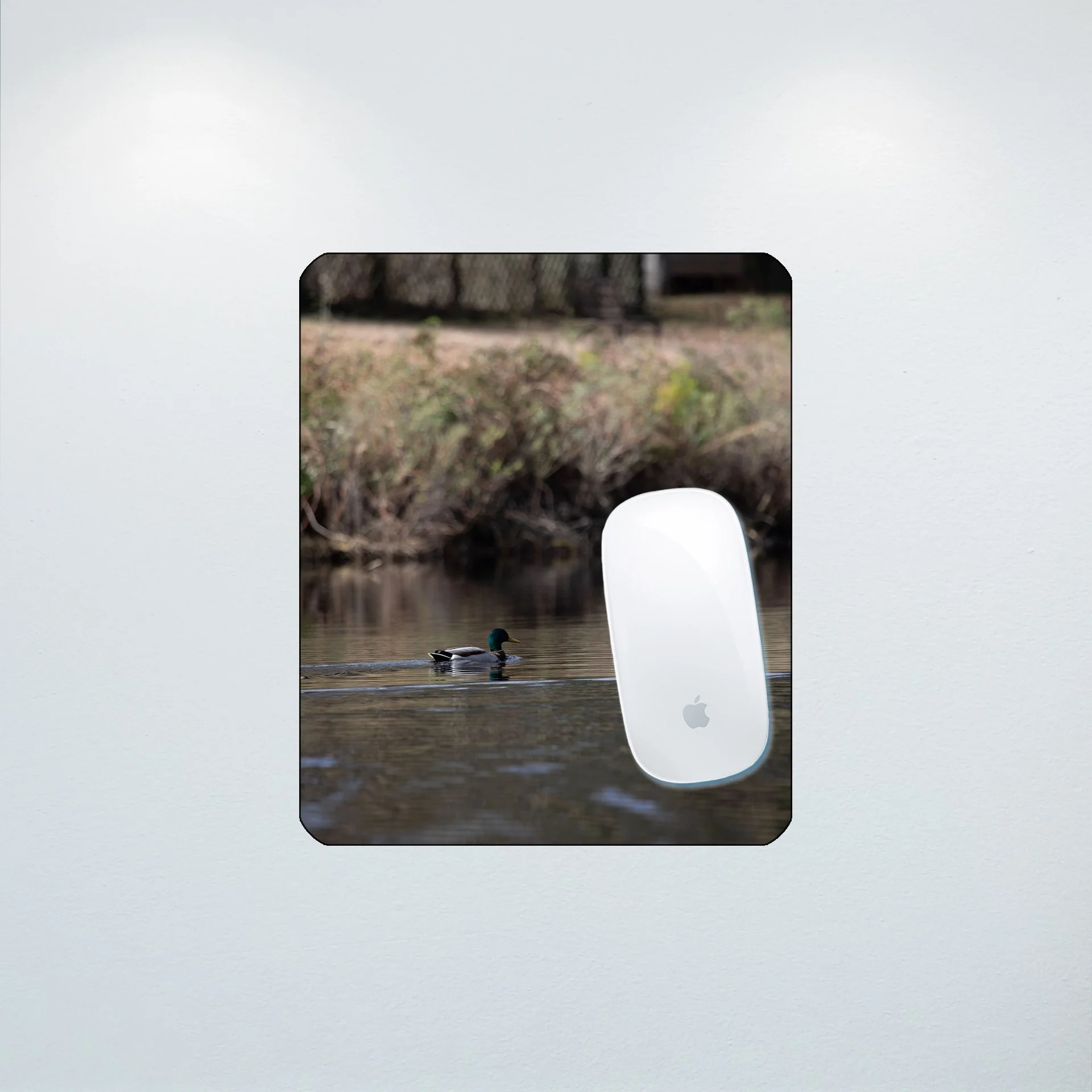 1:10 Duck at Seashore State Park- Mouse Pad.jpg