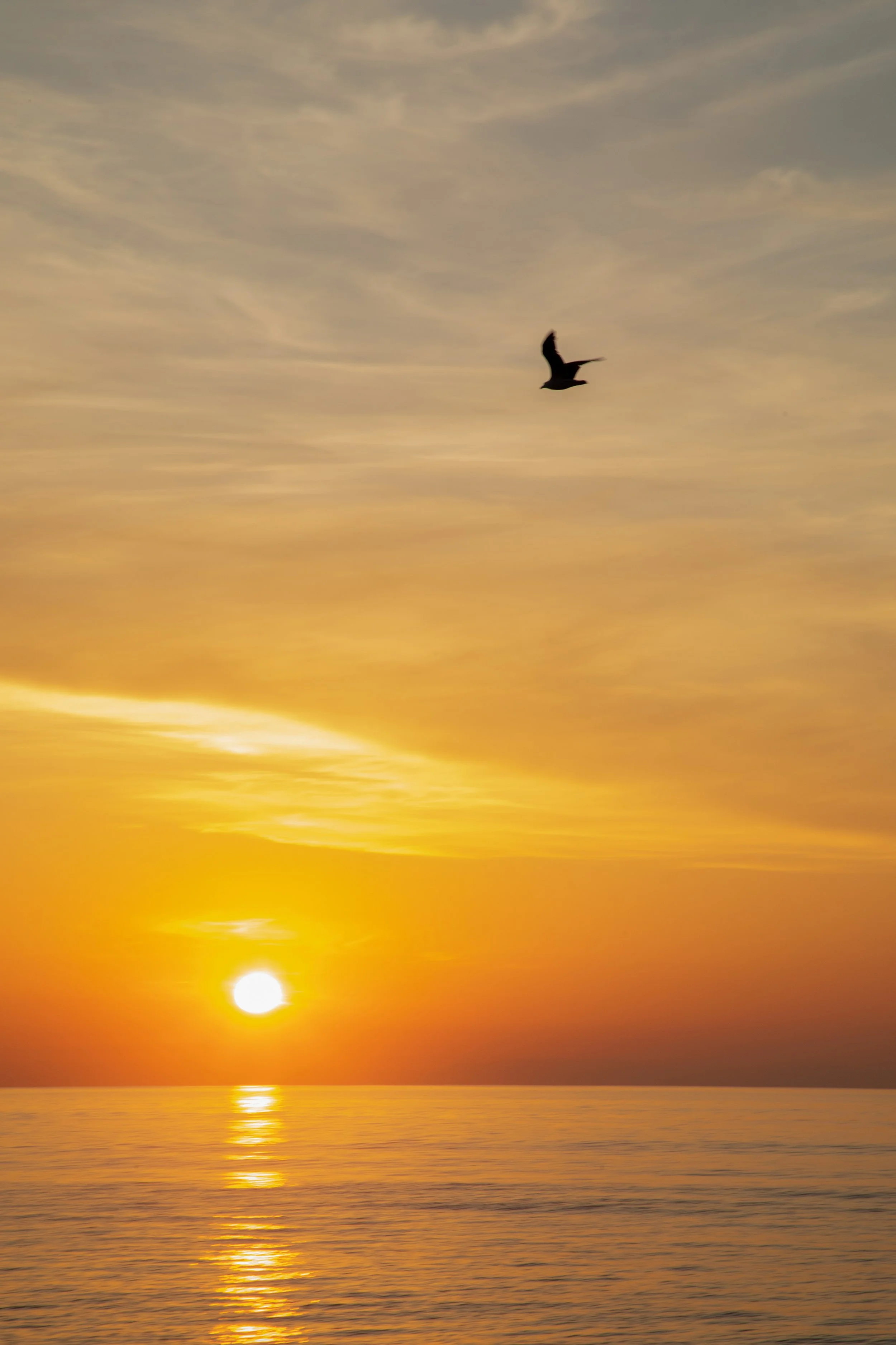 1:1 Seagull Sunrise.jpg