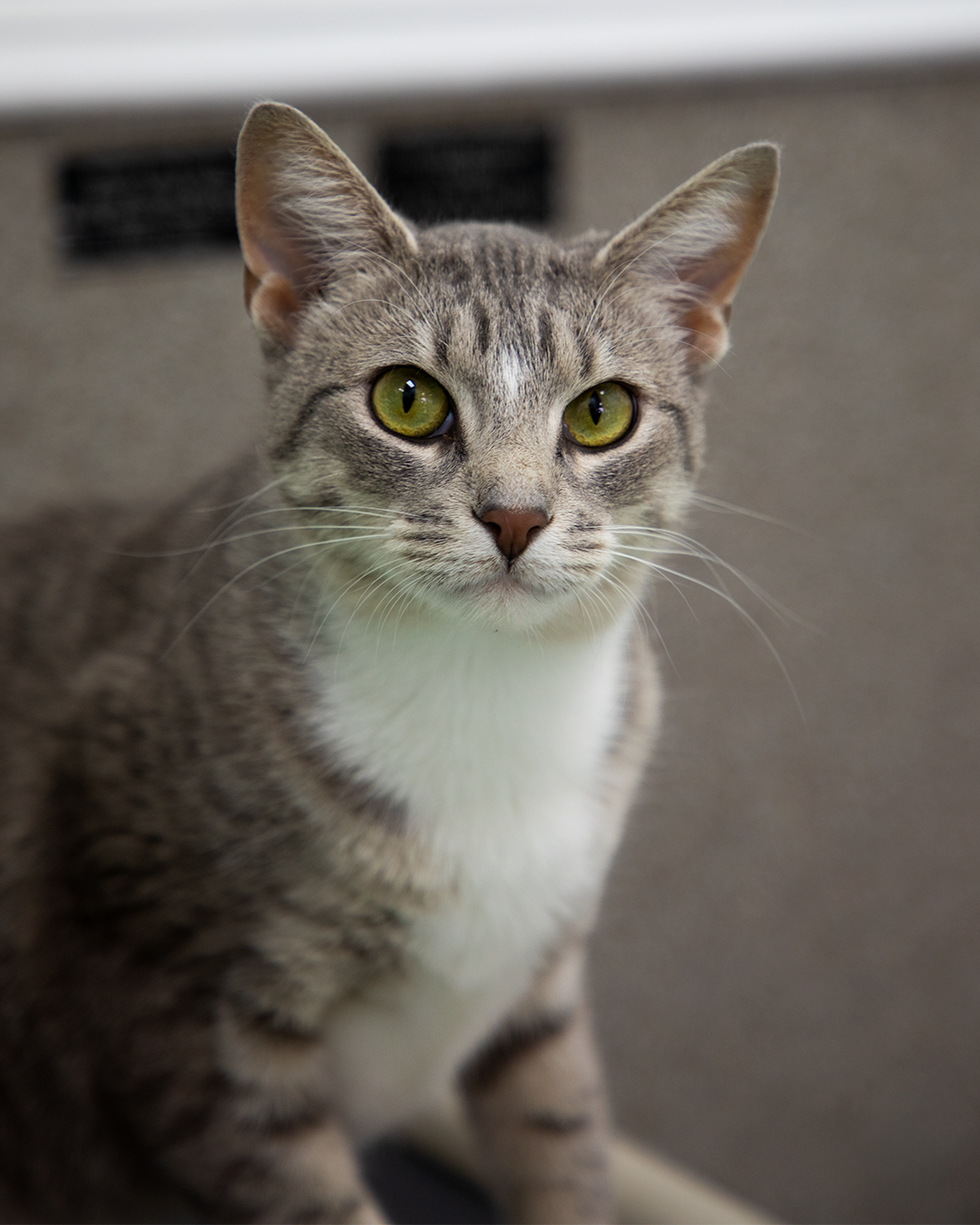 Final- Apricot Sparkle.png