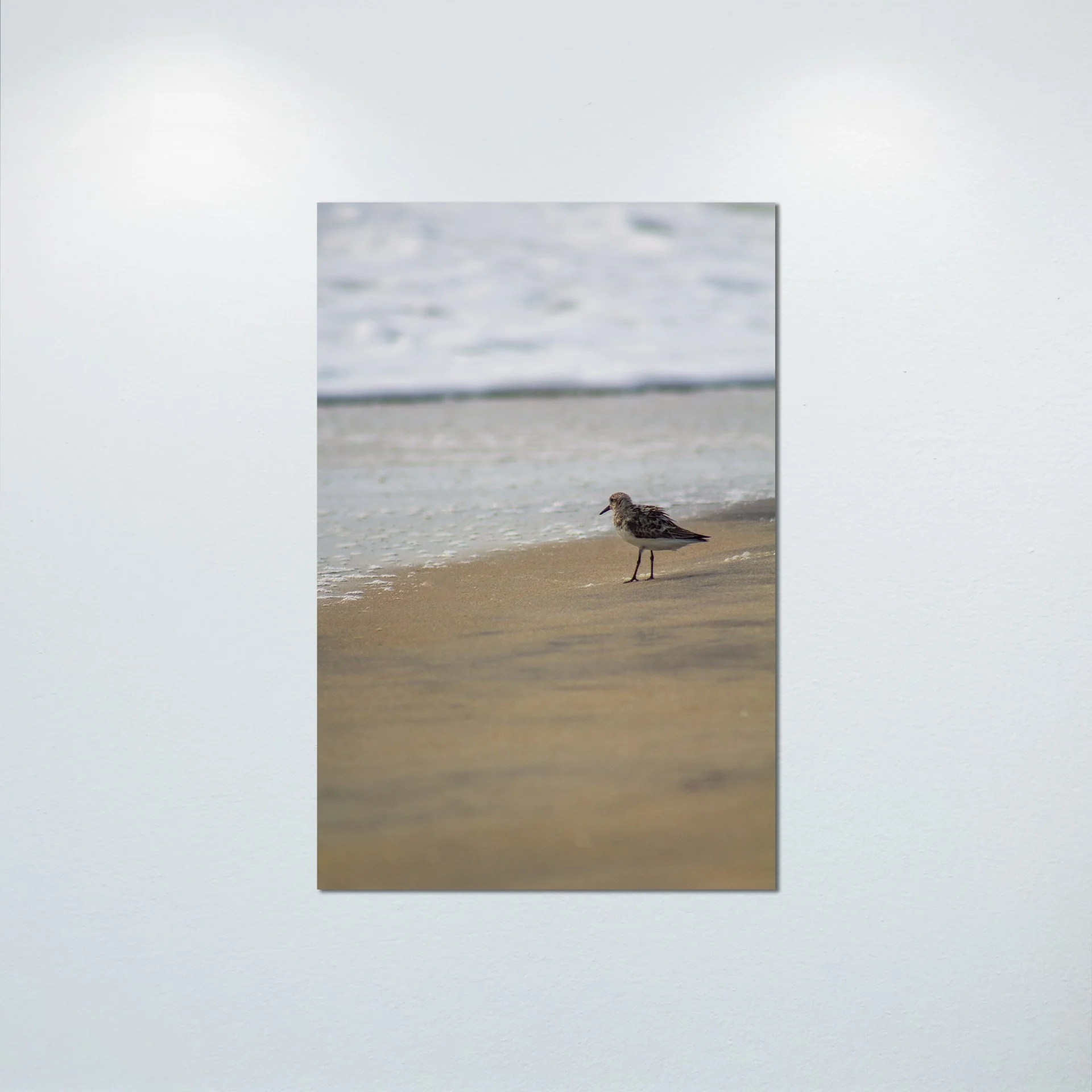 1:10 Sanderling at the Beach- Poster & Canvas.jpg