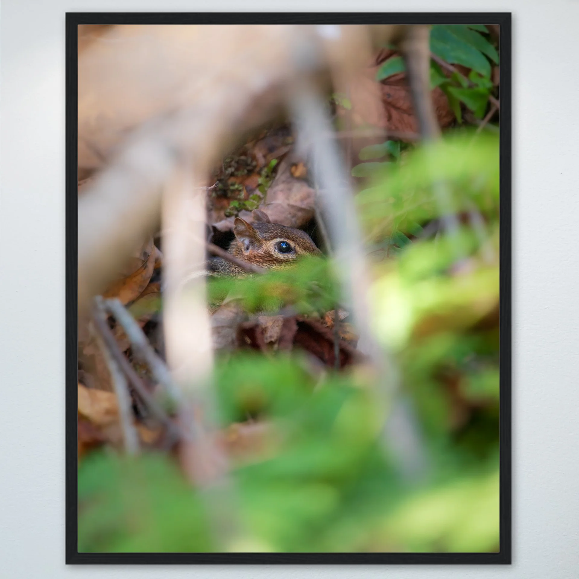 1:1 Shenandoah Mountain Chipmunk thru Foliage- Wood.jpg