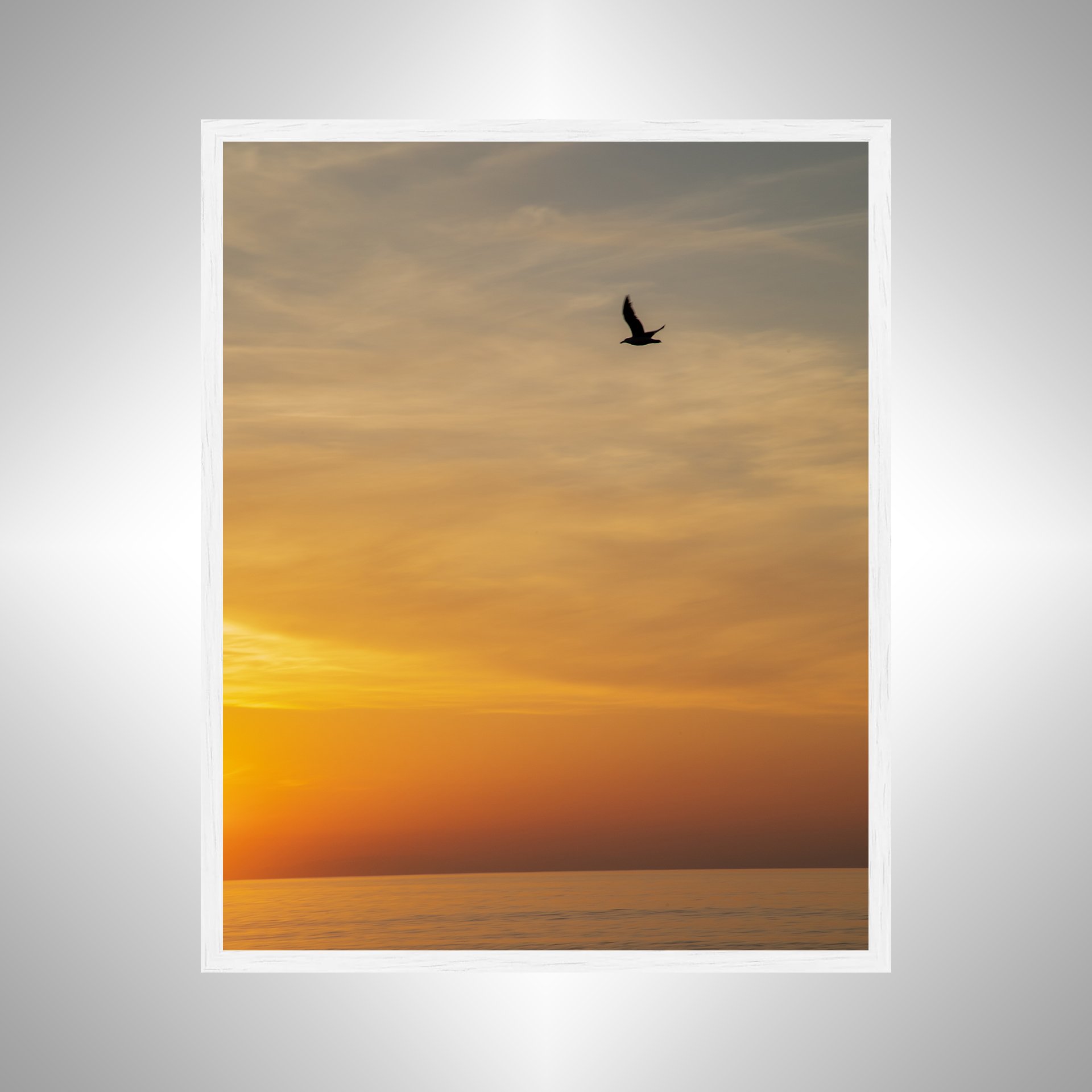 1:1 Seagull at Sunrise in Duck, NC (Portrait)- White.jpg