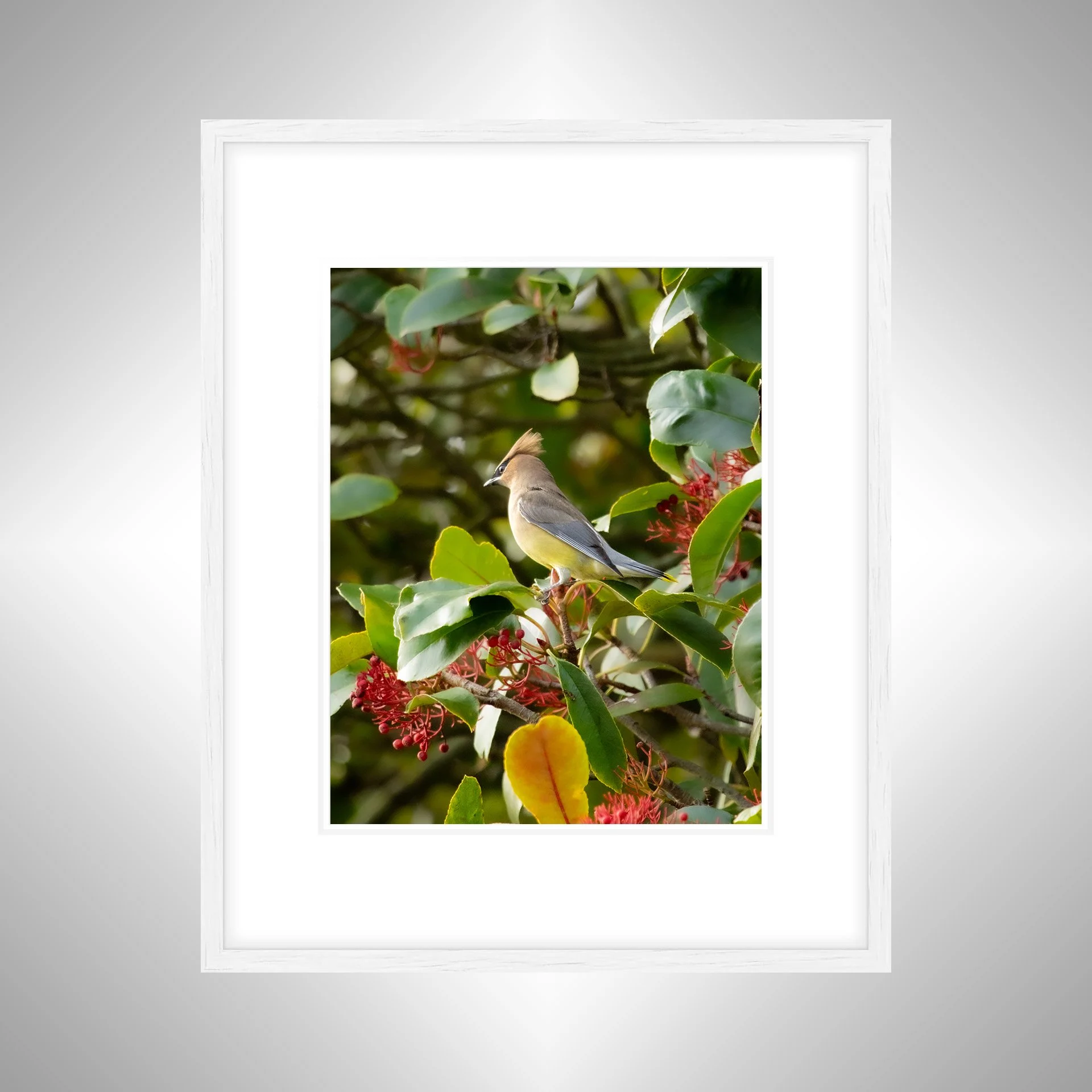 1:10 Cedar Waxwing Perched- White w: Border.jpg