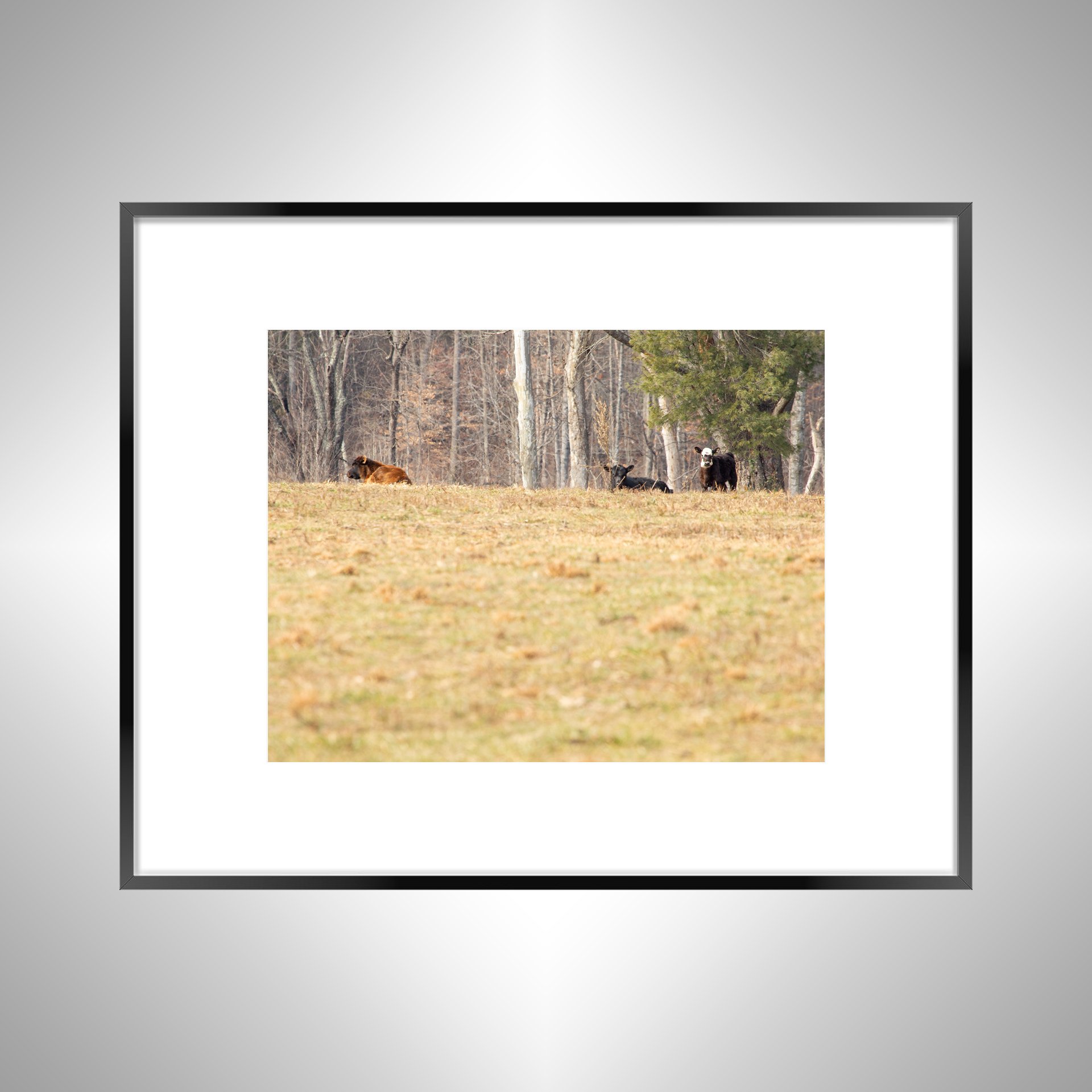 1:10 Cows on Shenandoah Hill- Black w: Border.jpg