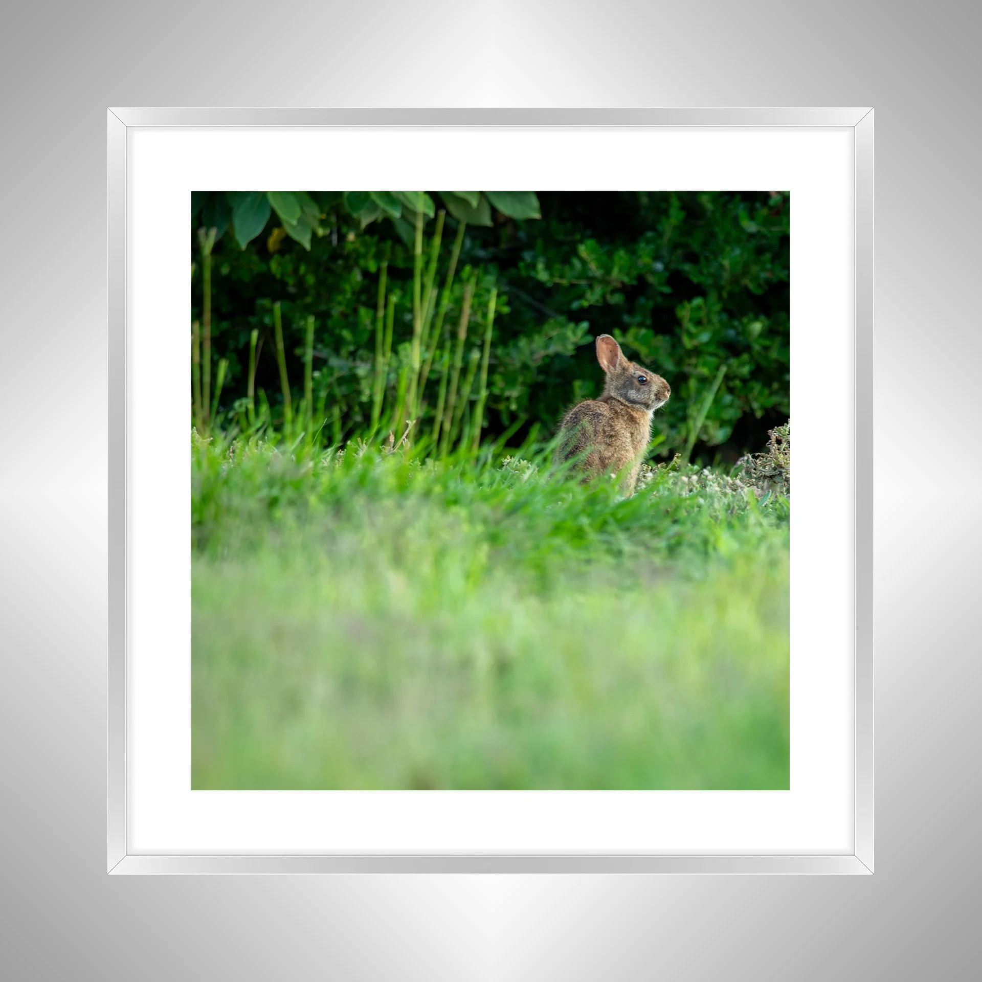 1:1 Dune Bunny in Duck, NC (Square)- Silver Metal w: Border.jpg