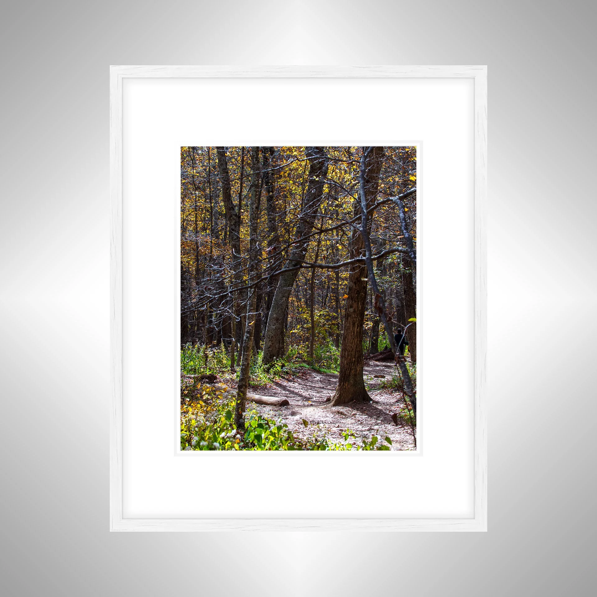 1:1 Shenandoah National Park Tree Trail- White w: Border.jpg