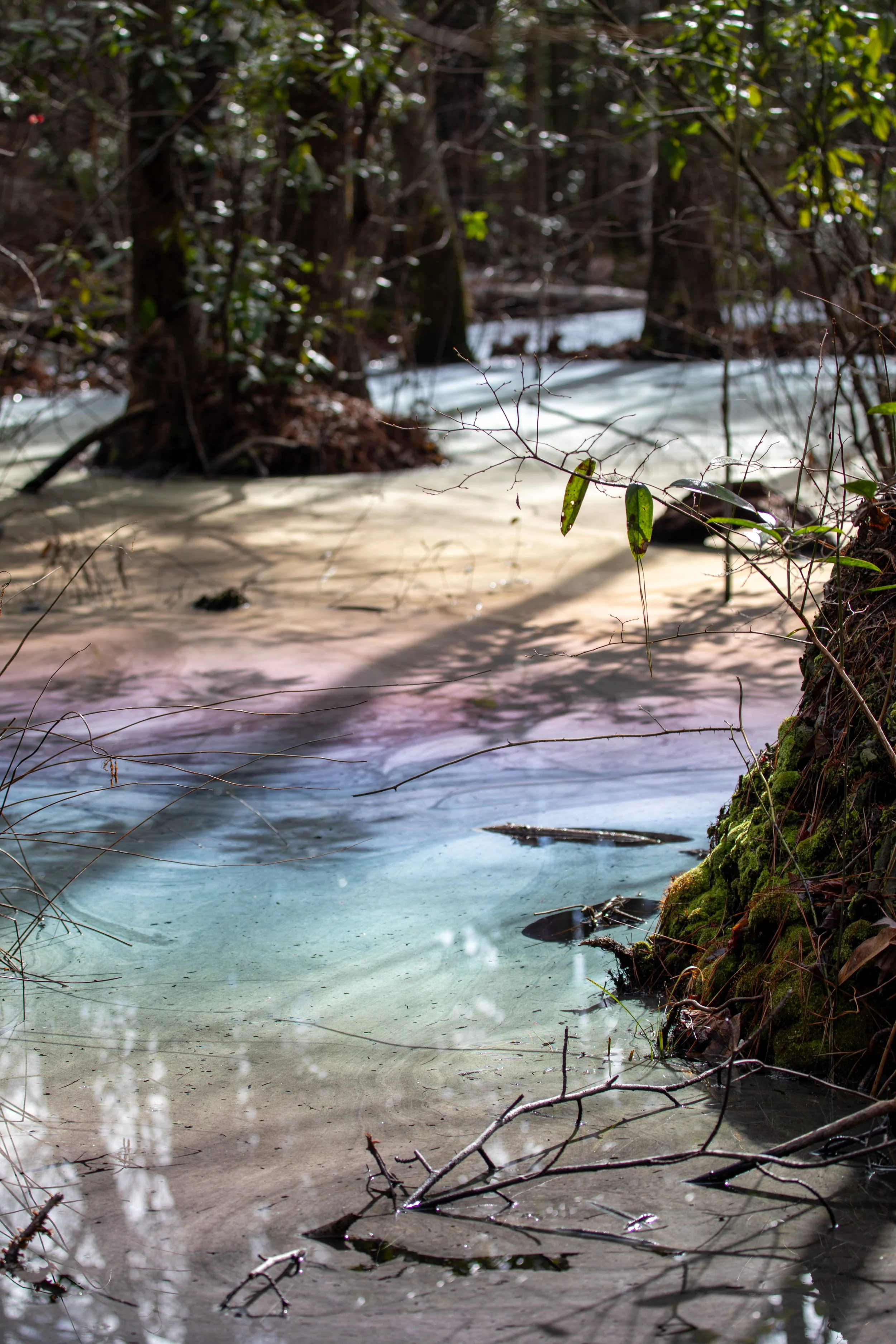 1:1 Rainbow Swamp at Seashore State Park.jpg