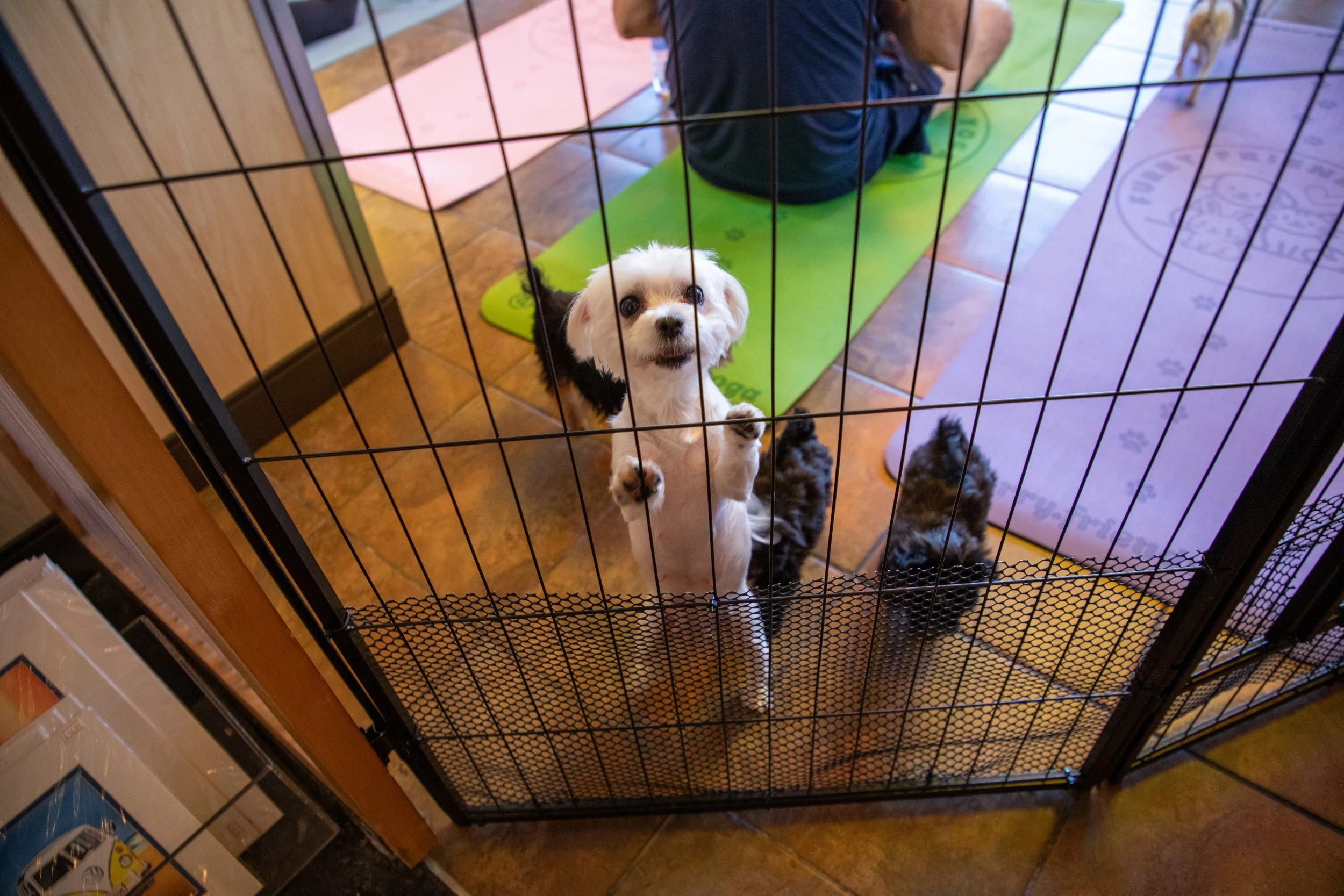Marketing and Event Photography by Will Locke. Behind the gate, there are three puppies sitting on the floor and a person lying on a green yoga mat, which is placed on a tiled floor for a puppy yoga class.