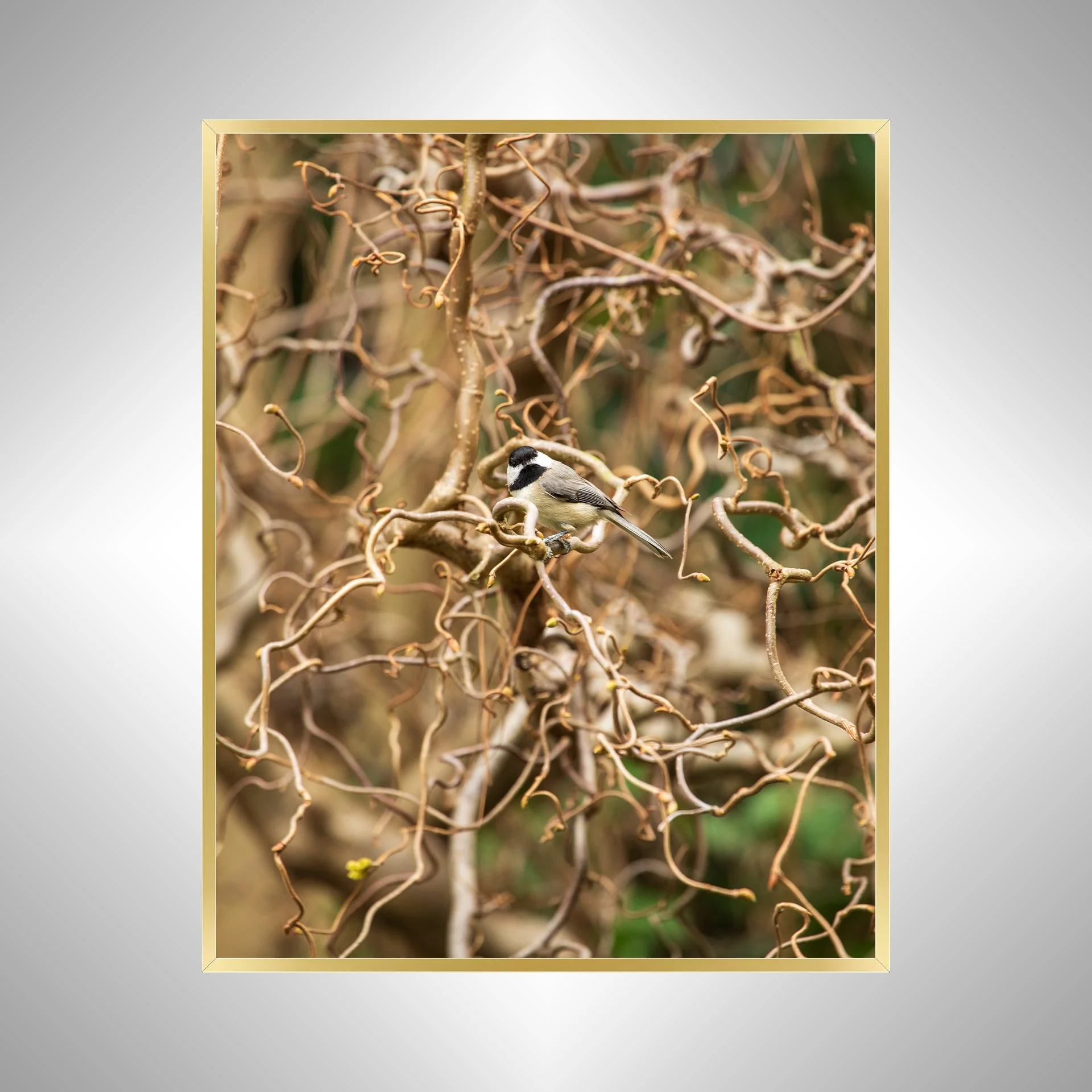 1:1 Carolina Chickadee Staredown- Gold Metal.jpg
