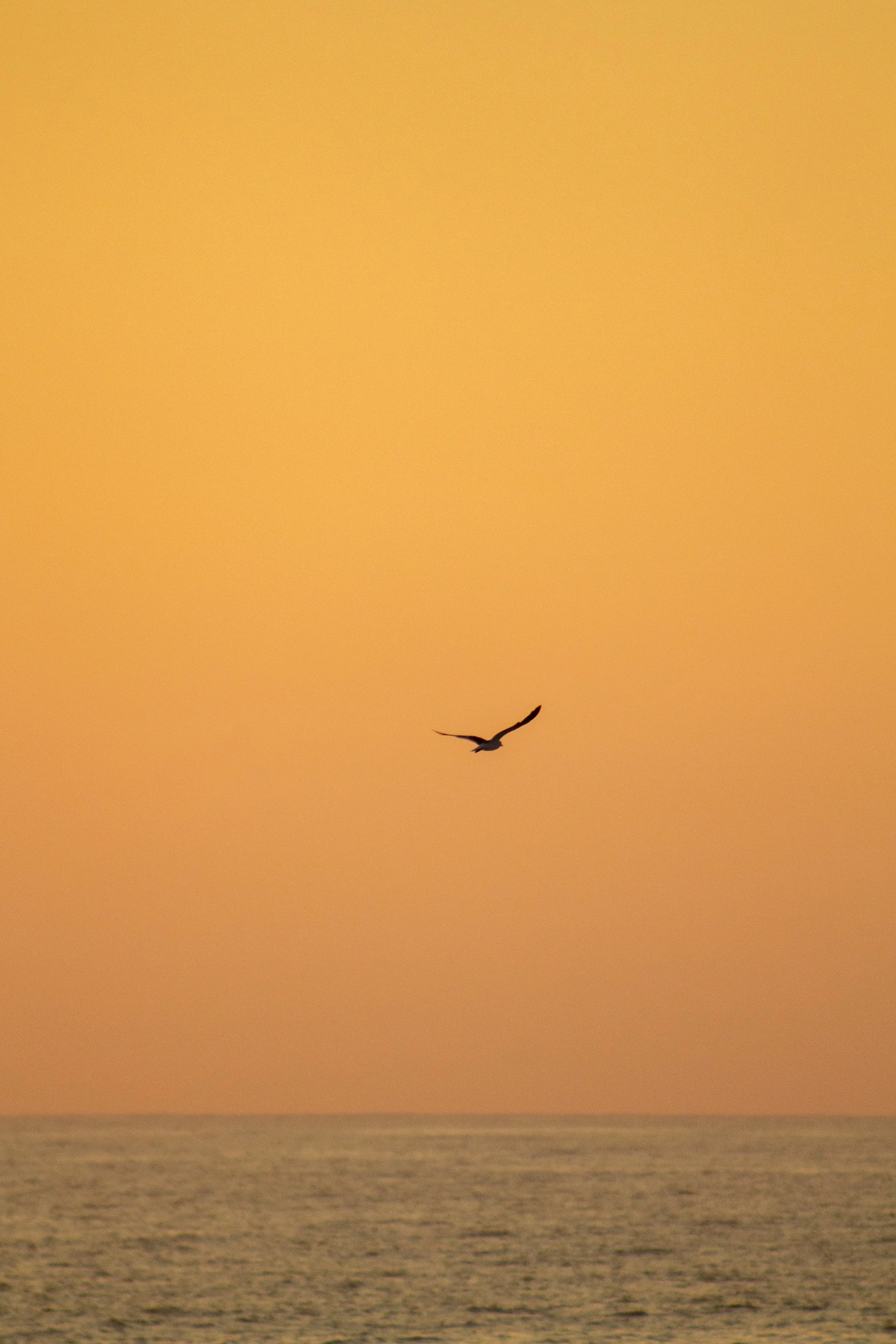 1:10 Seagull Flying on Ocean.jpg