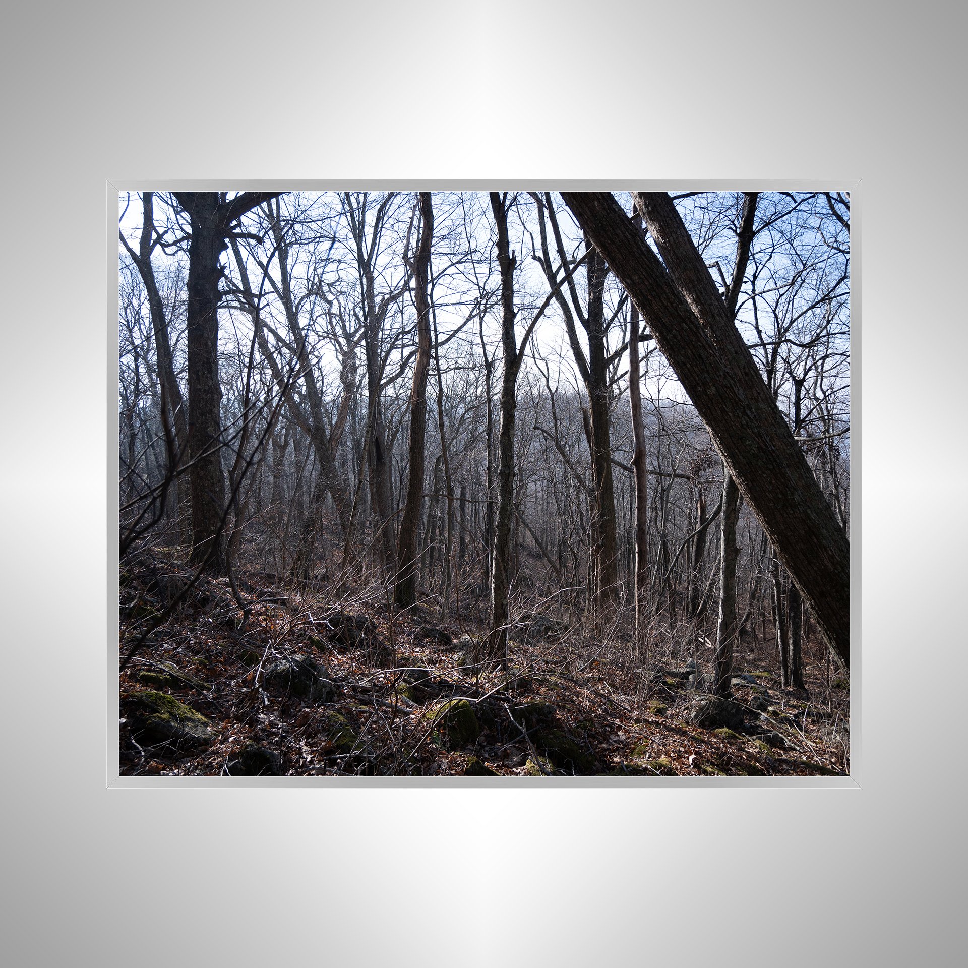 1:1 Shenandoah Trees- Silver.jpg
