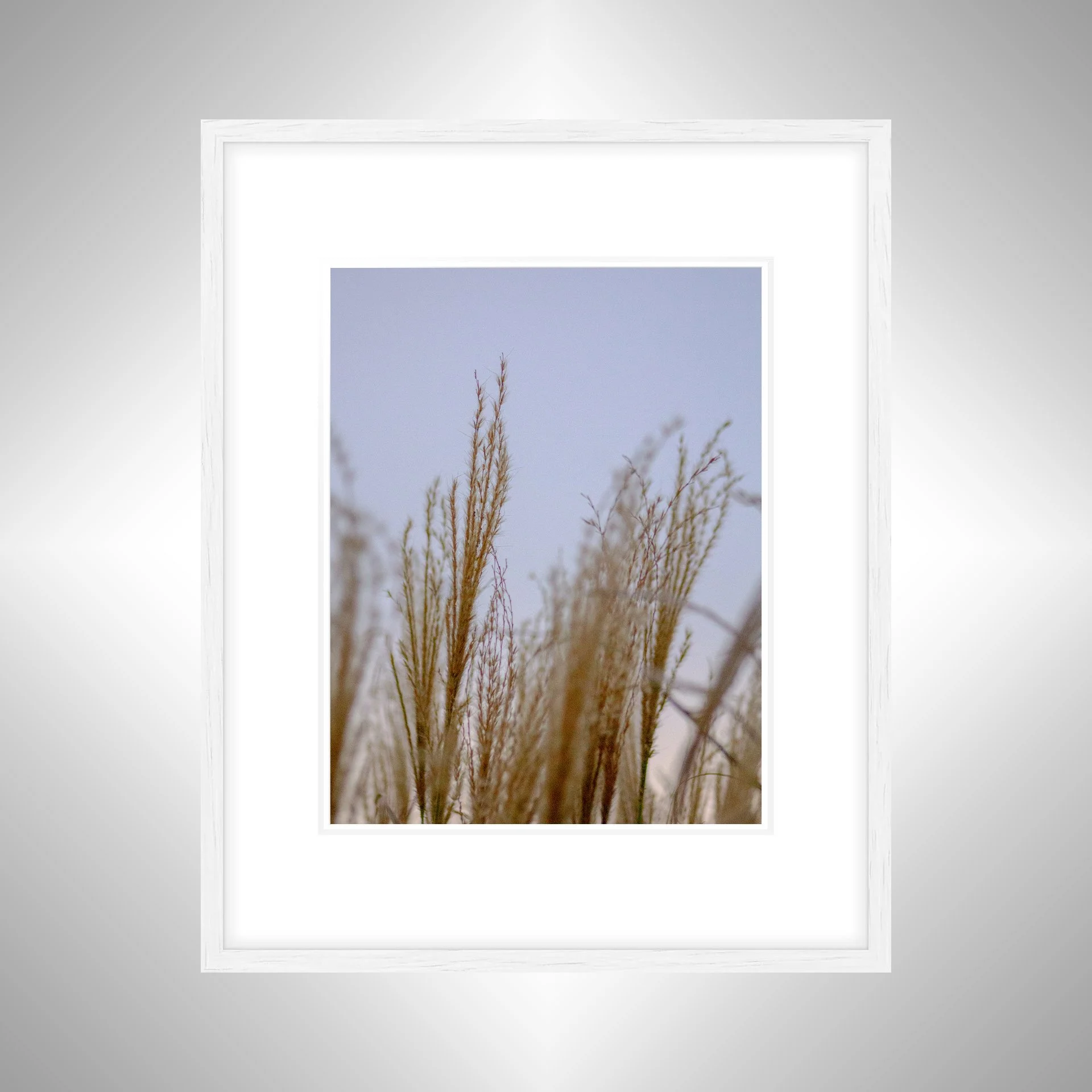 1:1 Lafayette River Oats- White Wood w: Border.jpg
