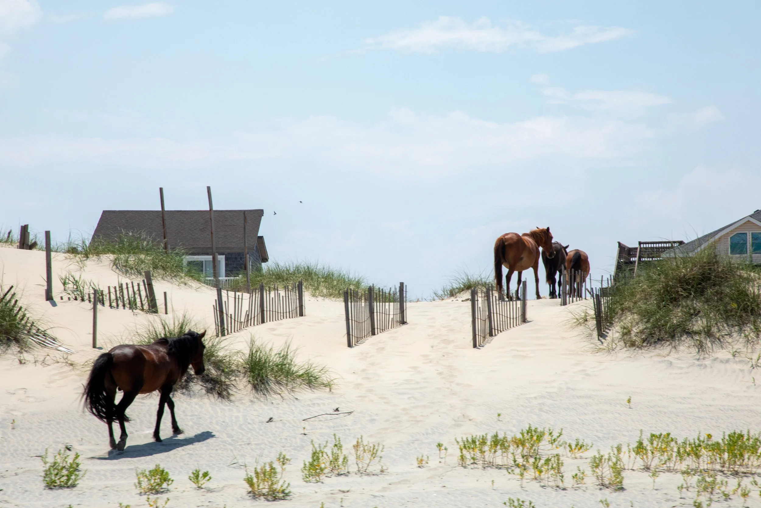 1:1 Wild Horses in OBX (Carova, NC).jpg