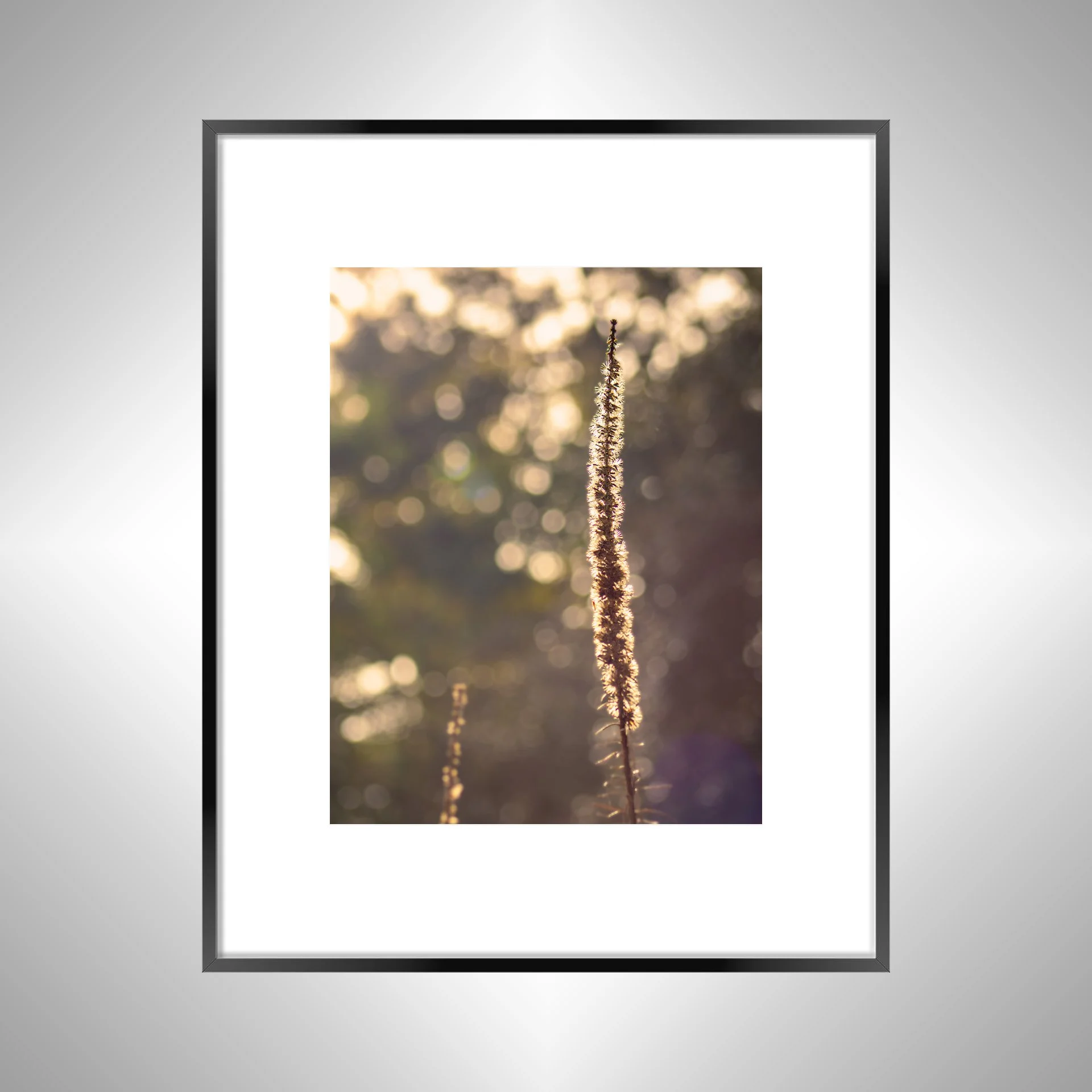 1:1 Foxglove in Winter- Black Metal w: Border.jpg