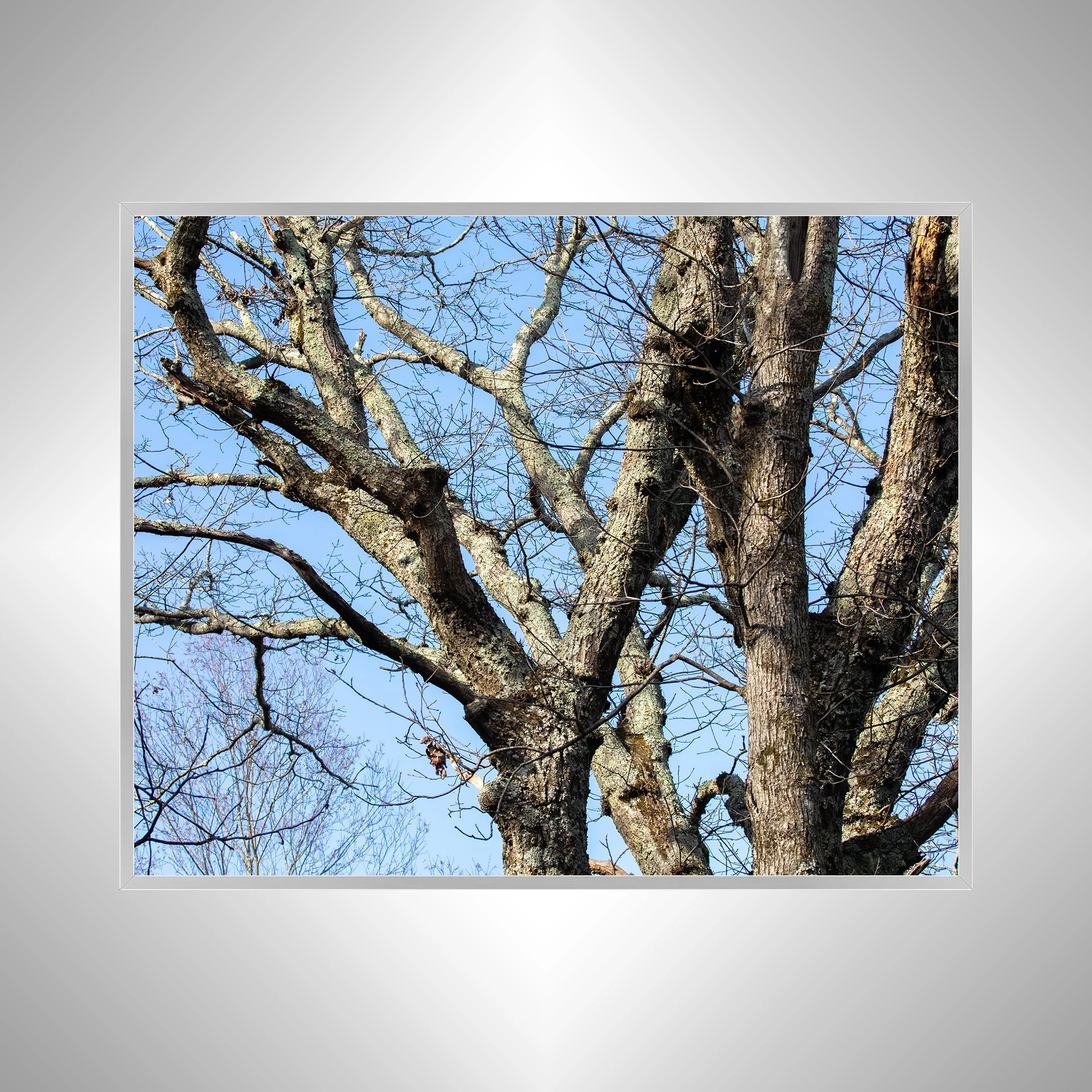 1:1 Trees at the Shenandoah National Park- Silver.jpg