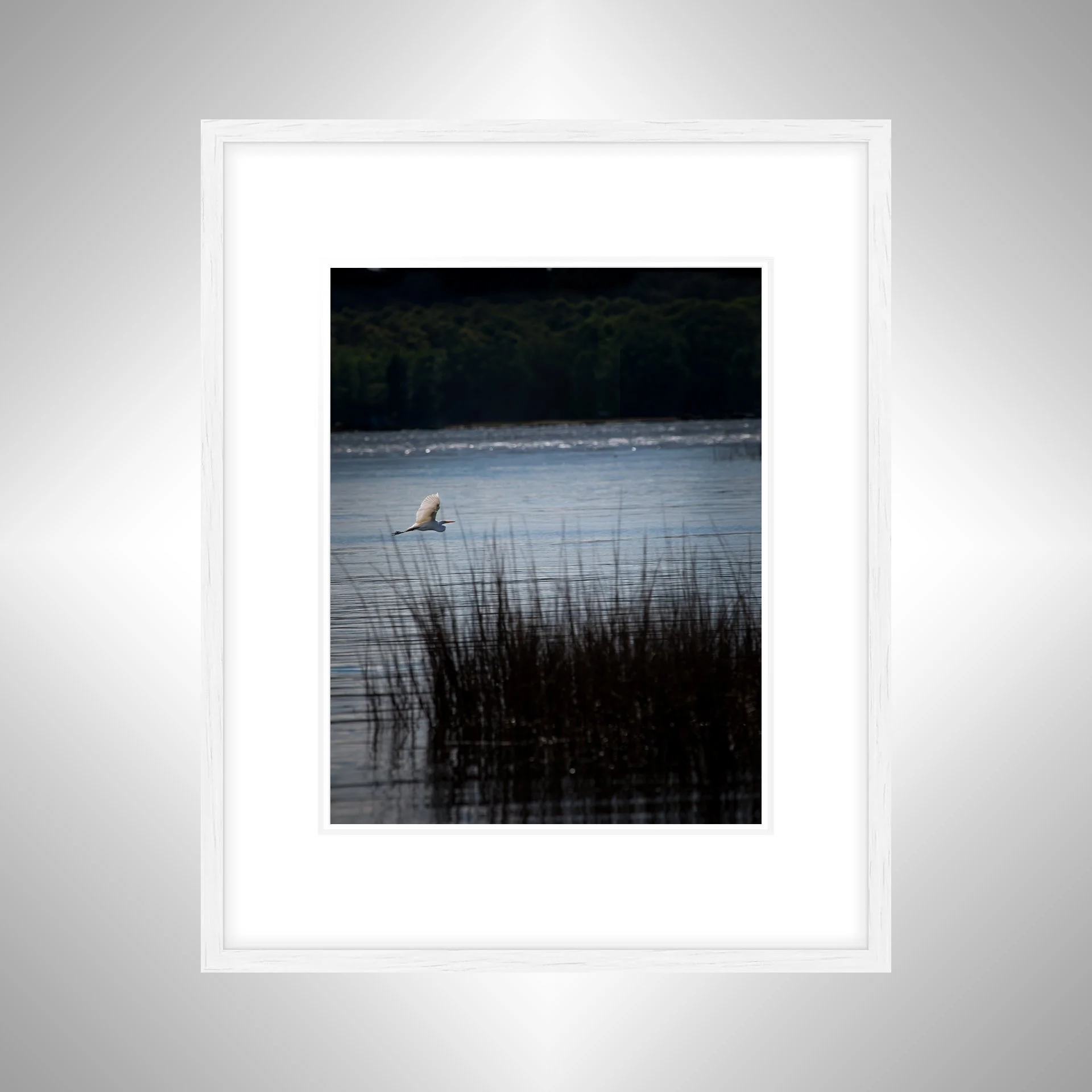 1:1 Egret Flying on Lafayette River- White Wood w: Border.jpg