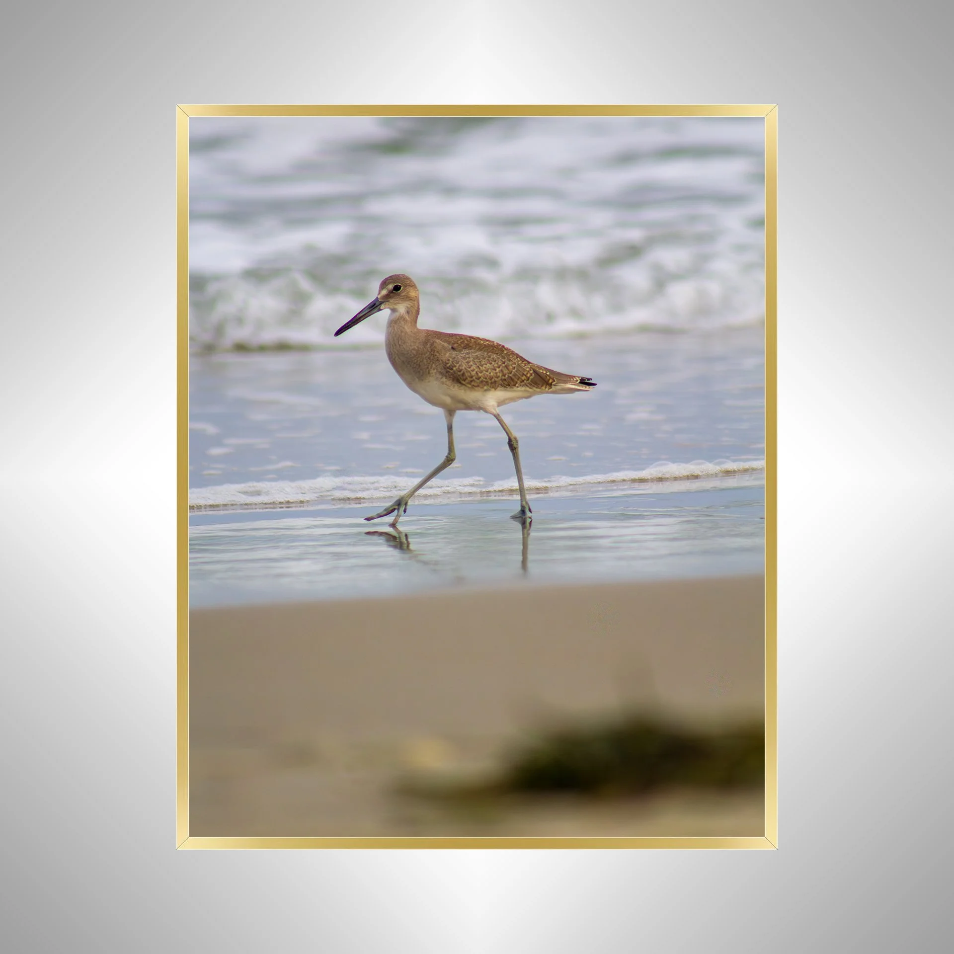 1:1 Willet Walking- gold.jpg