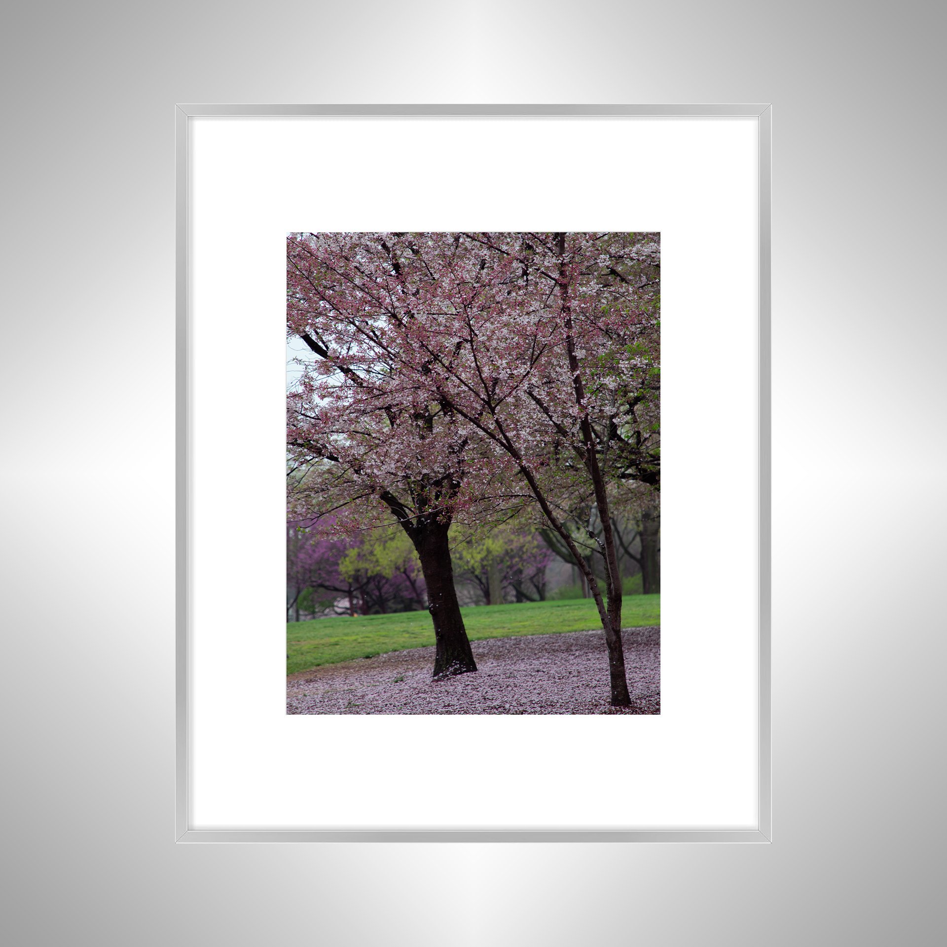 1:1 Fallen Cherry Blossoms- Silver Metal w: Border.jpg