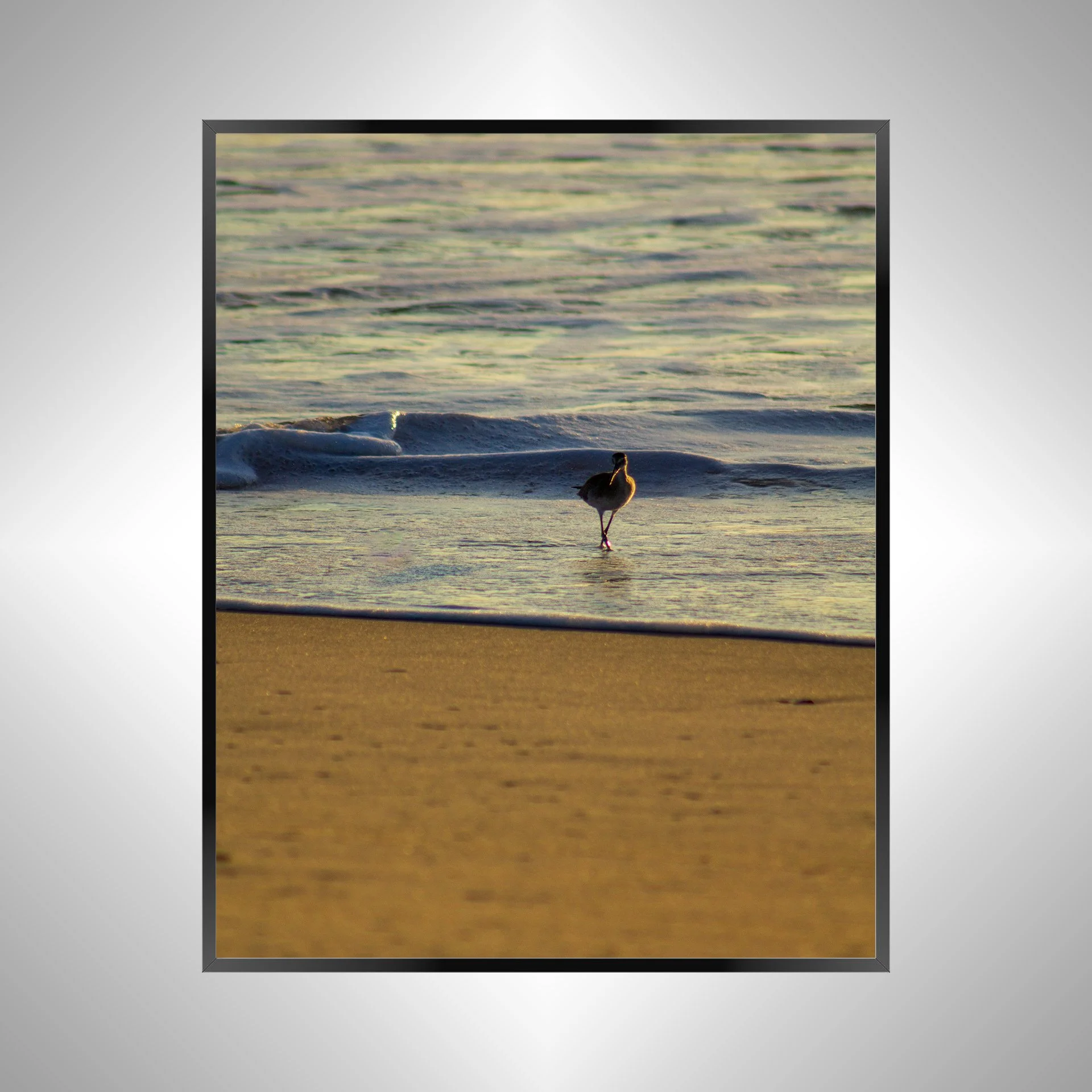 1/1 Willet at Sunrise