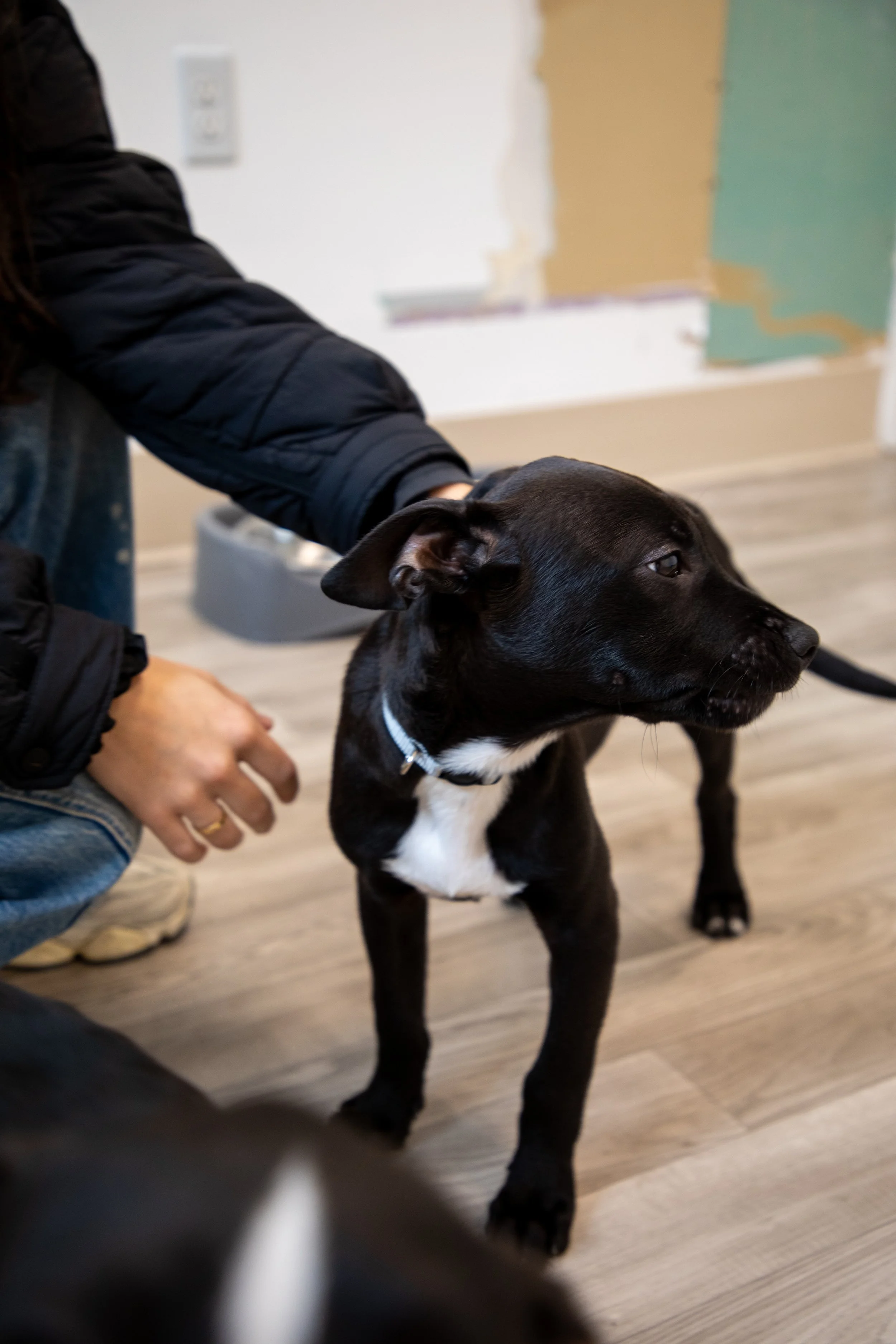 Will Locke Pet Photography- HopeForLife Unwatermarked3.jpg