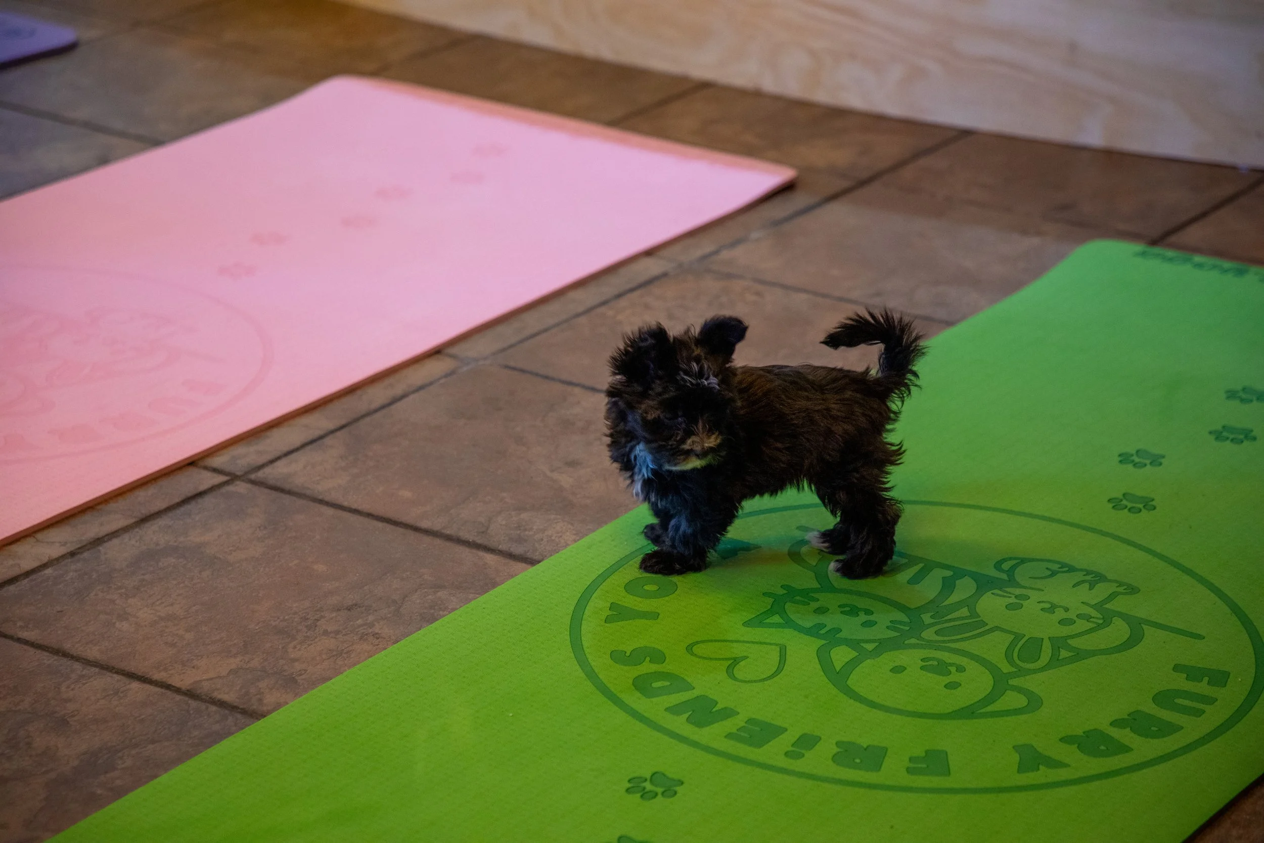 Marketing and Event Photography by Will Locke. A small black puppy standing on a green yoga mat with a cartoon dog logo, with a pink yoga mat nearby on a tiled floor.