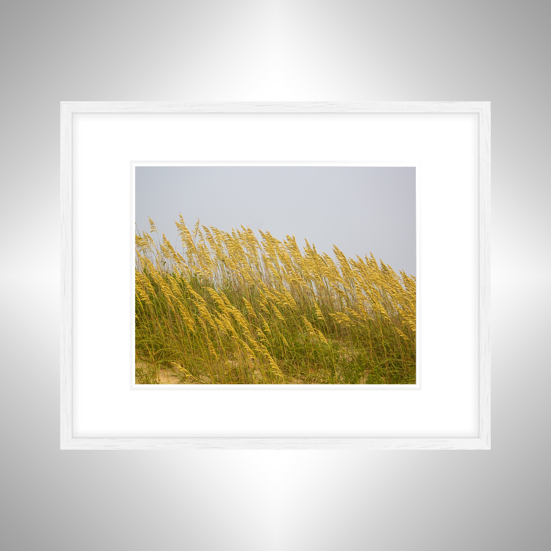 1:1 Rodanthe Dune Oats (Landscape)- White w: Border.jpg