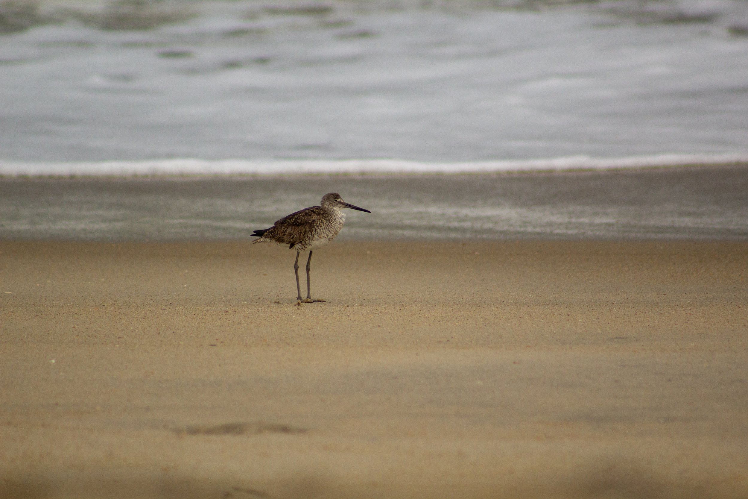 1:10 Willet on Beach.jpg
