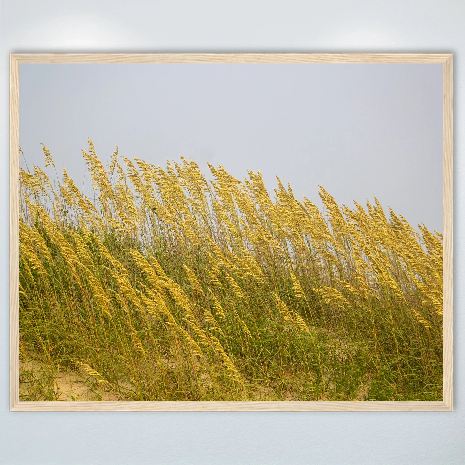 1:1 Rodanthe Dune Oats (Landscape)- Wood.jpg