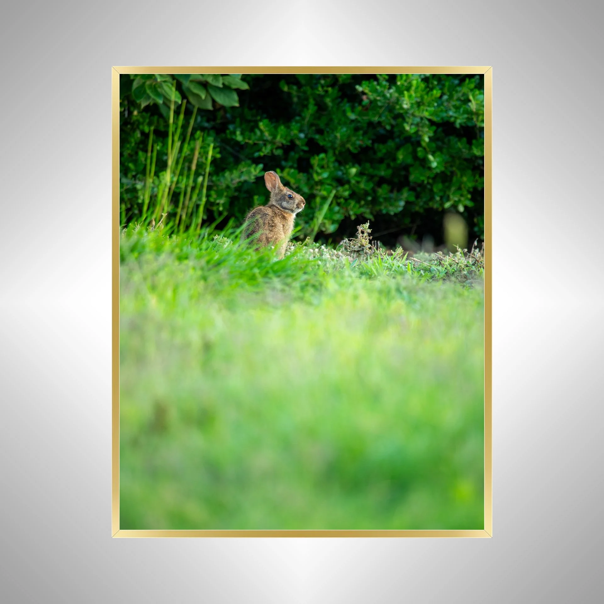 1:1 Dune Bunny in Duck, NC (Portrait)- Gold Metal.jpg