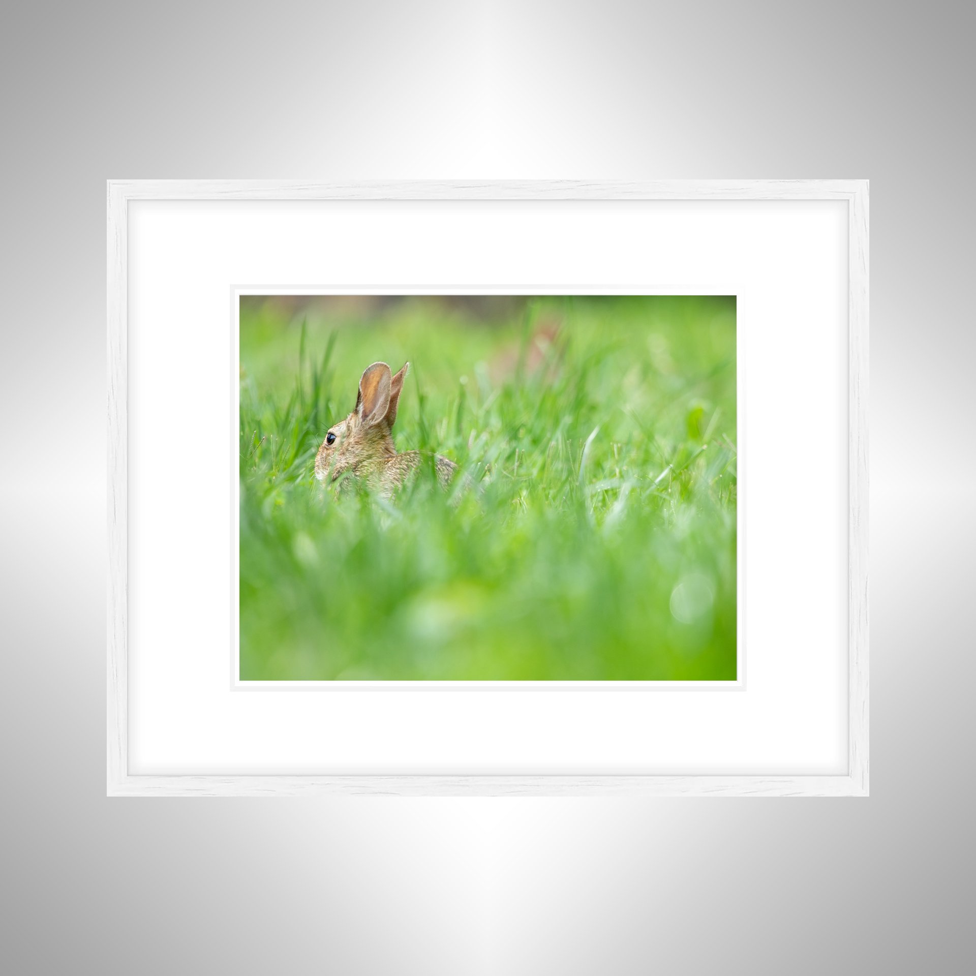 1:1 Rabbit in Grass- White w: Border.jpg
