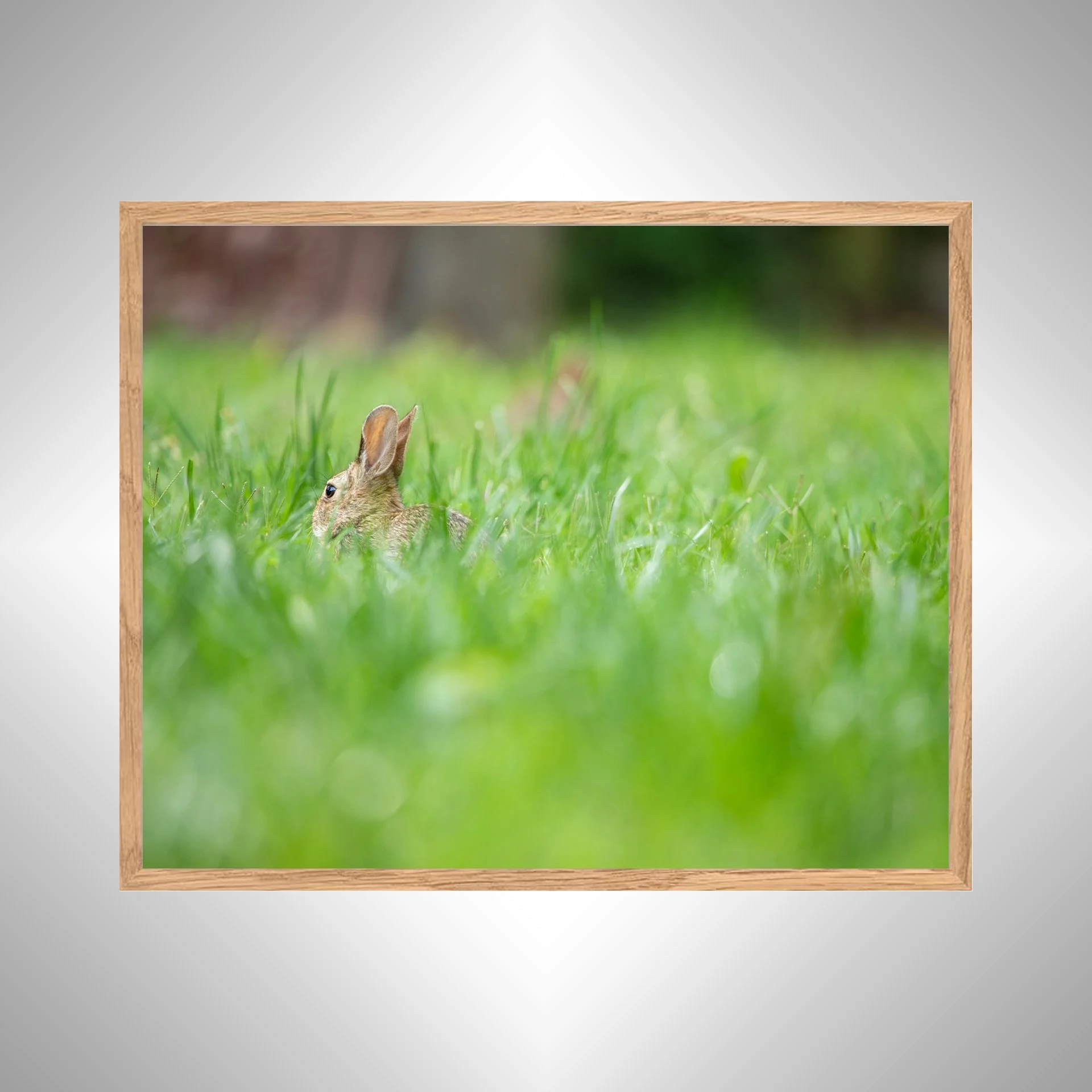 1:1 Rabbit in Grass- White copy NATTY.jpg
