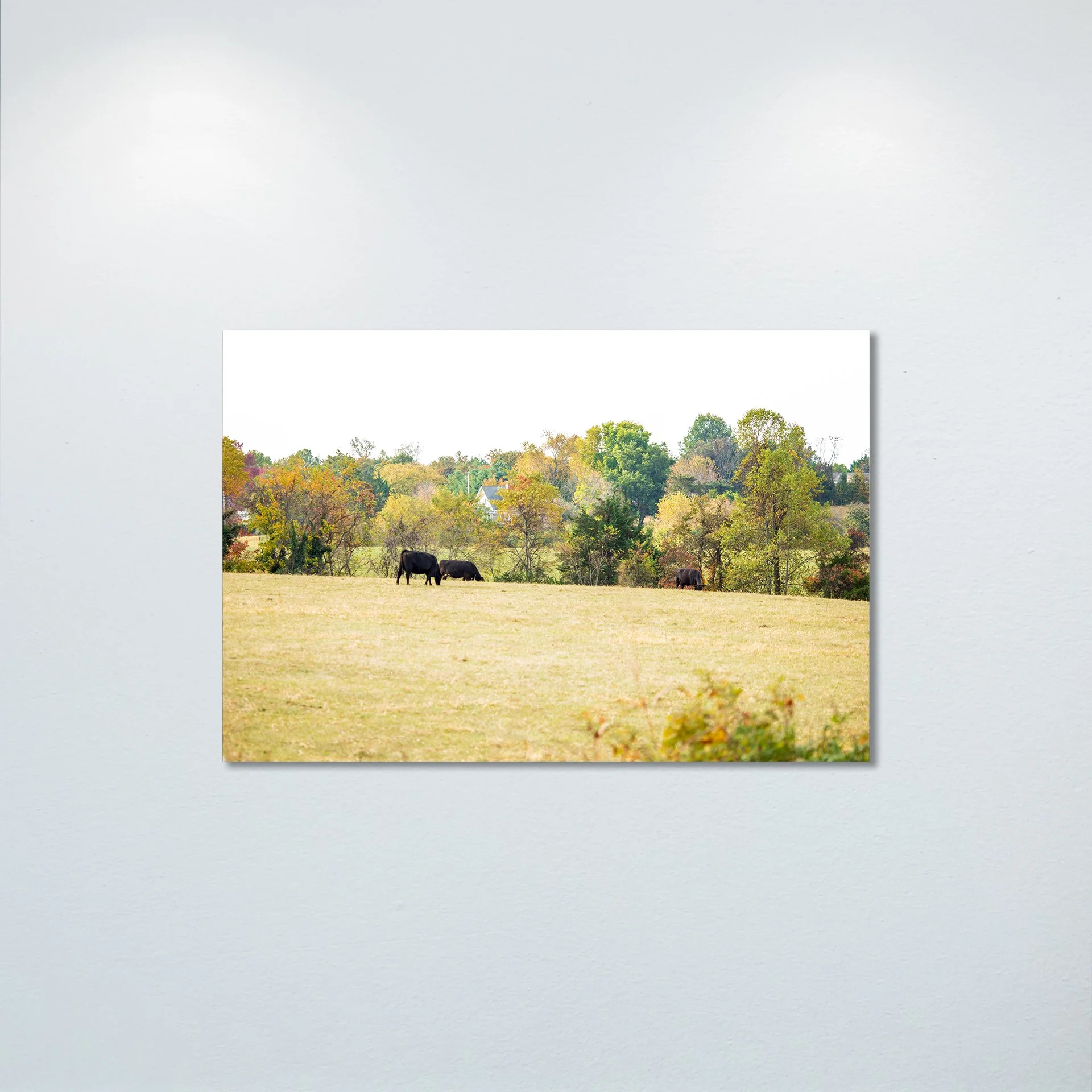 1:1 Shenandoah Grazers- Poster & Canvas.jpg