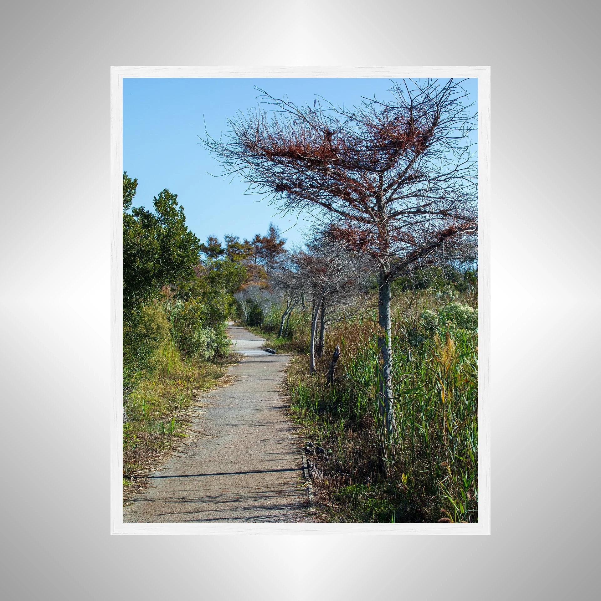 1:1 Back Bay National Wildlife Refuge Trail- White Wood.jpg