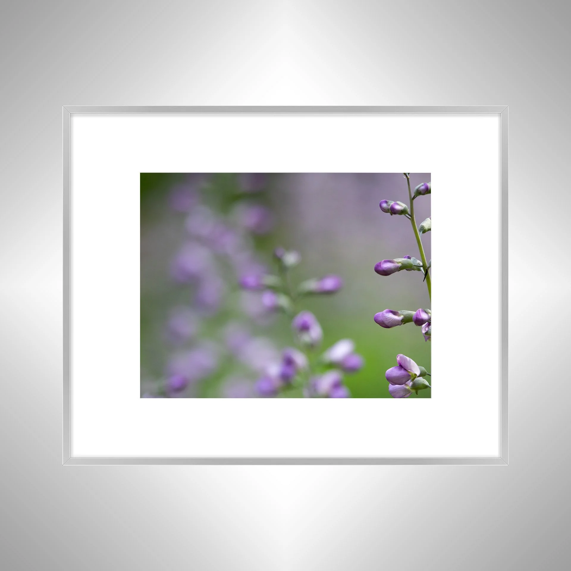 1:10 Baptisia 'Purple Smoke'- sb.jpg