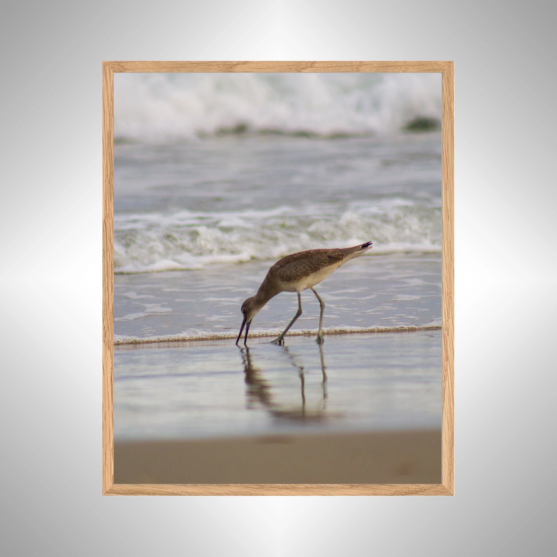 1:1 Willet Eating Reflection- White copy NATTY.jpg