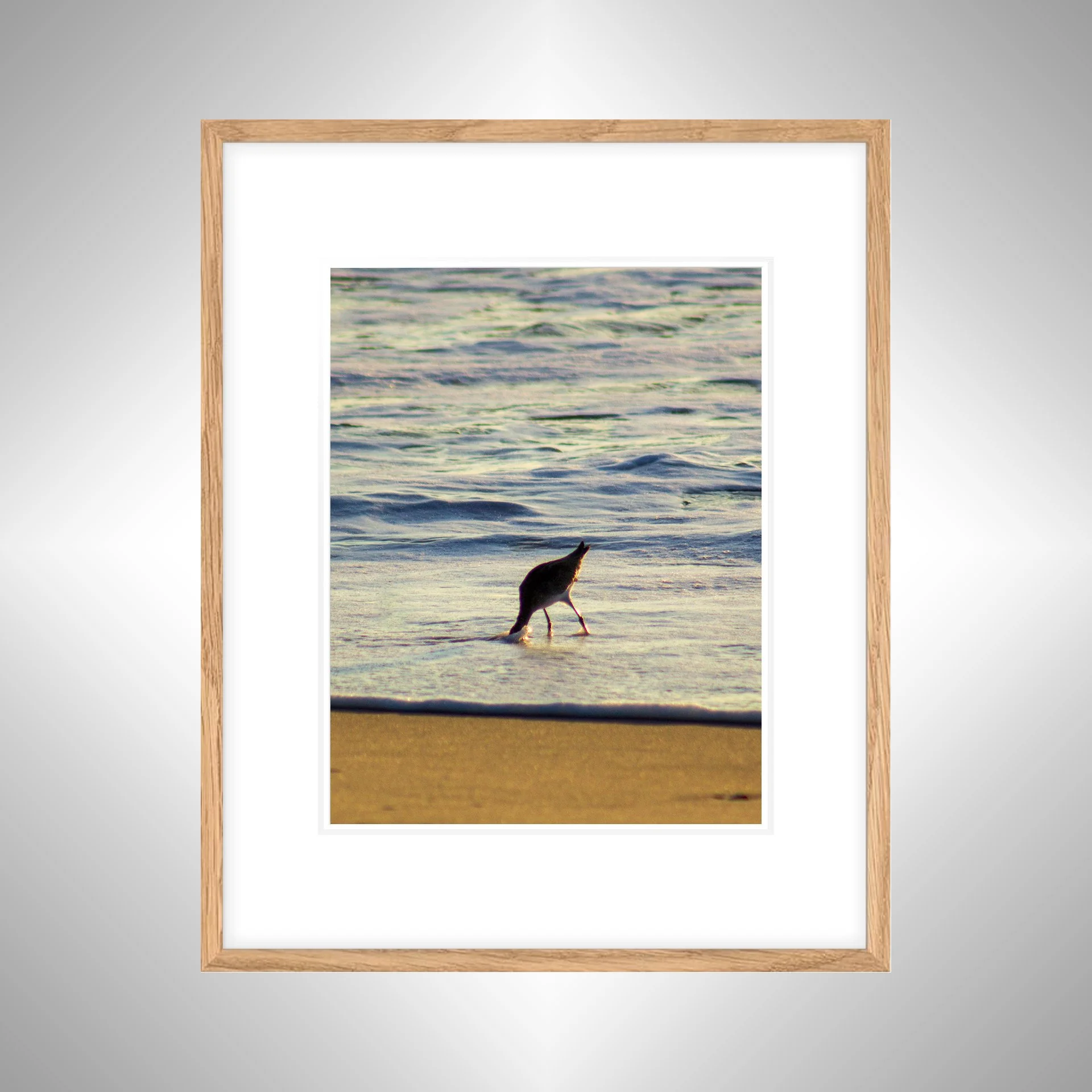 1:1 Willet Hunting- Whitn w: Border copy NATTY.jpg