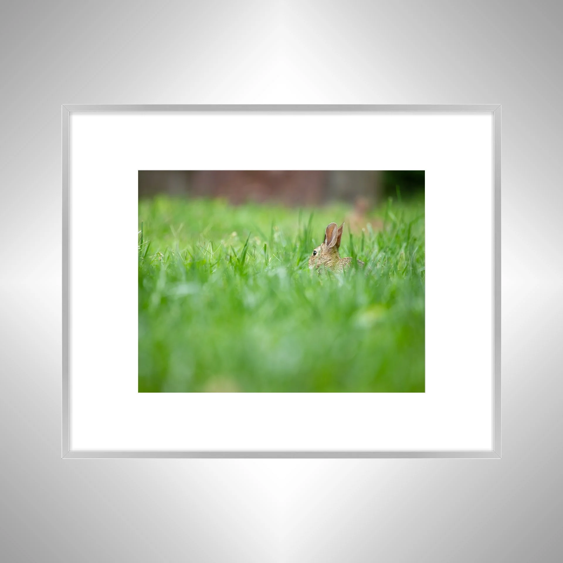 1:1 Rabbit Relaxing- Silver w: Border.jpg