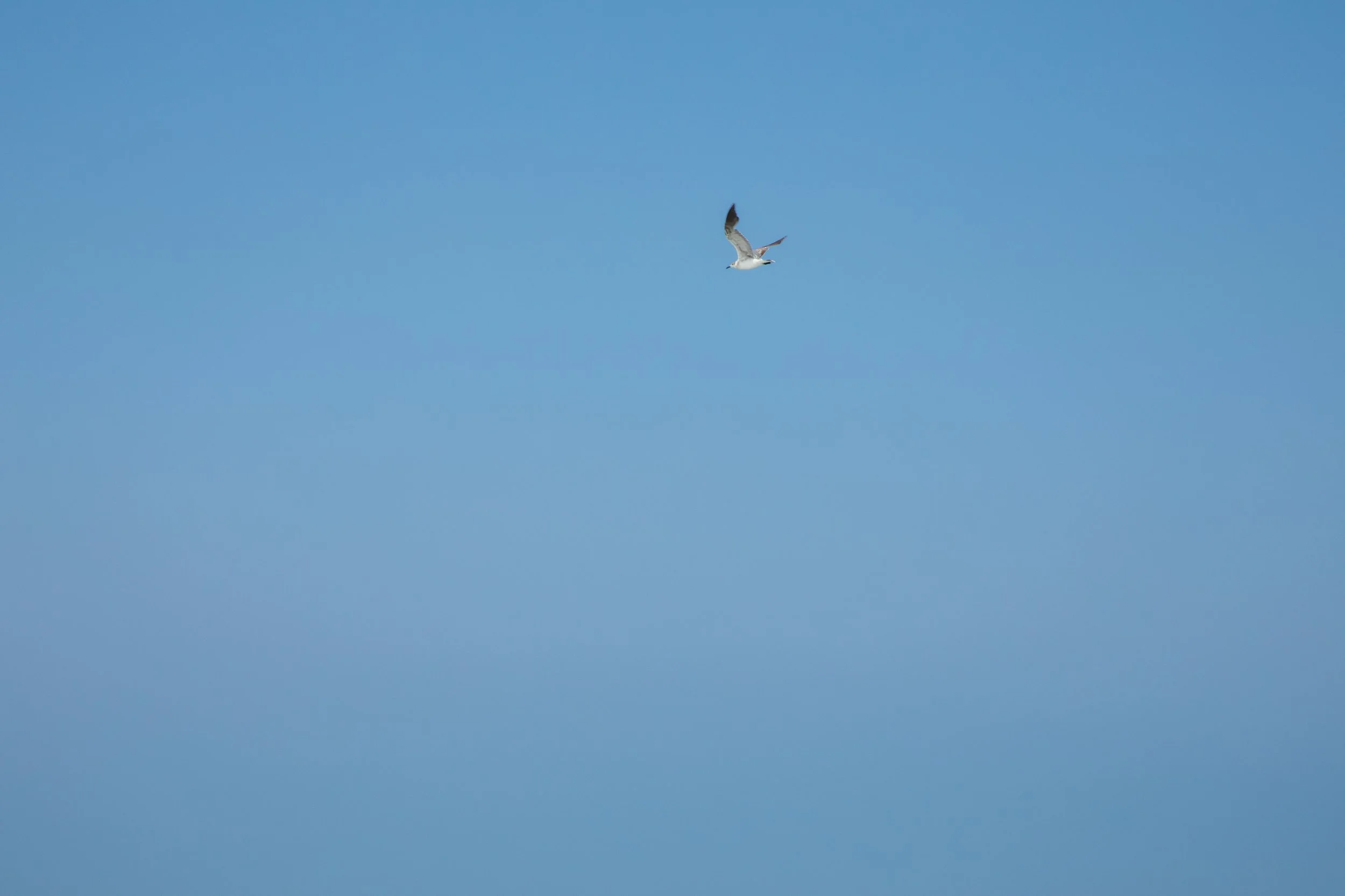 1:10 Blue Sky Seagull.jpg
