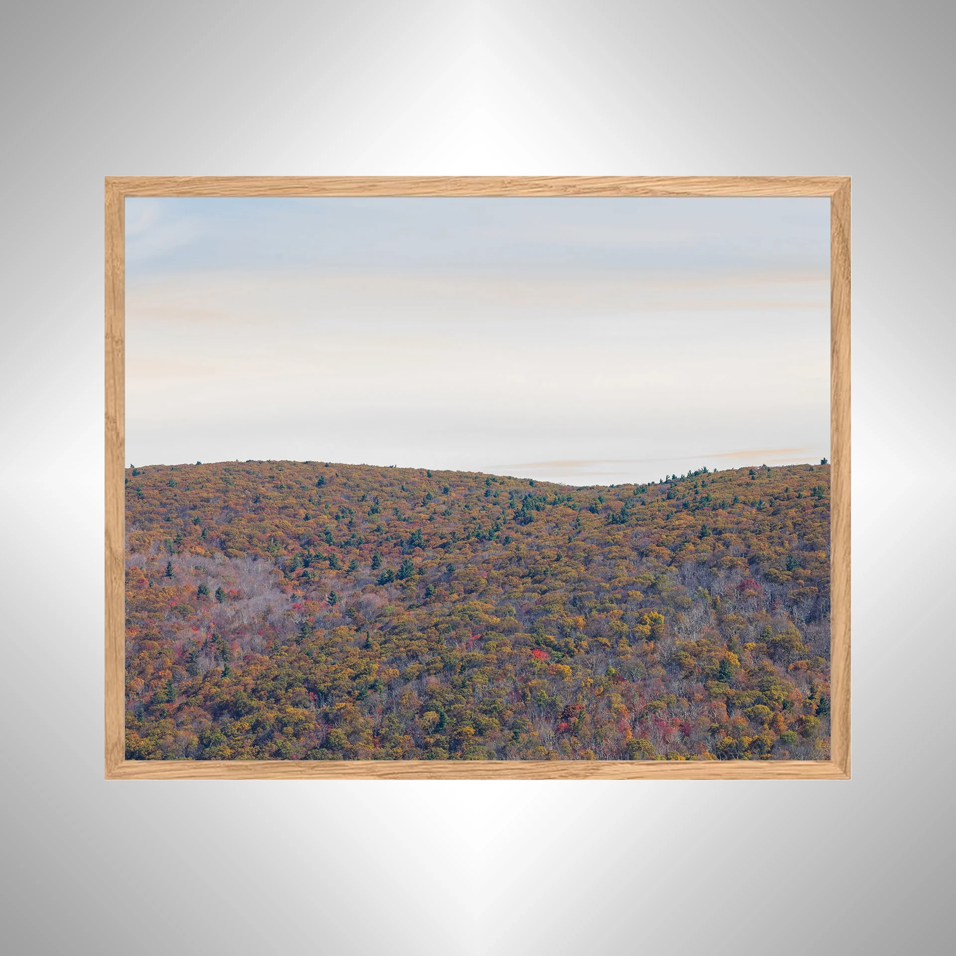 1:1 Shenandoah Mountain Tree Canopy at Fall- White copy NATTY.jpg