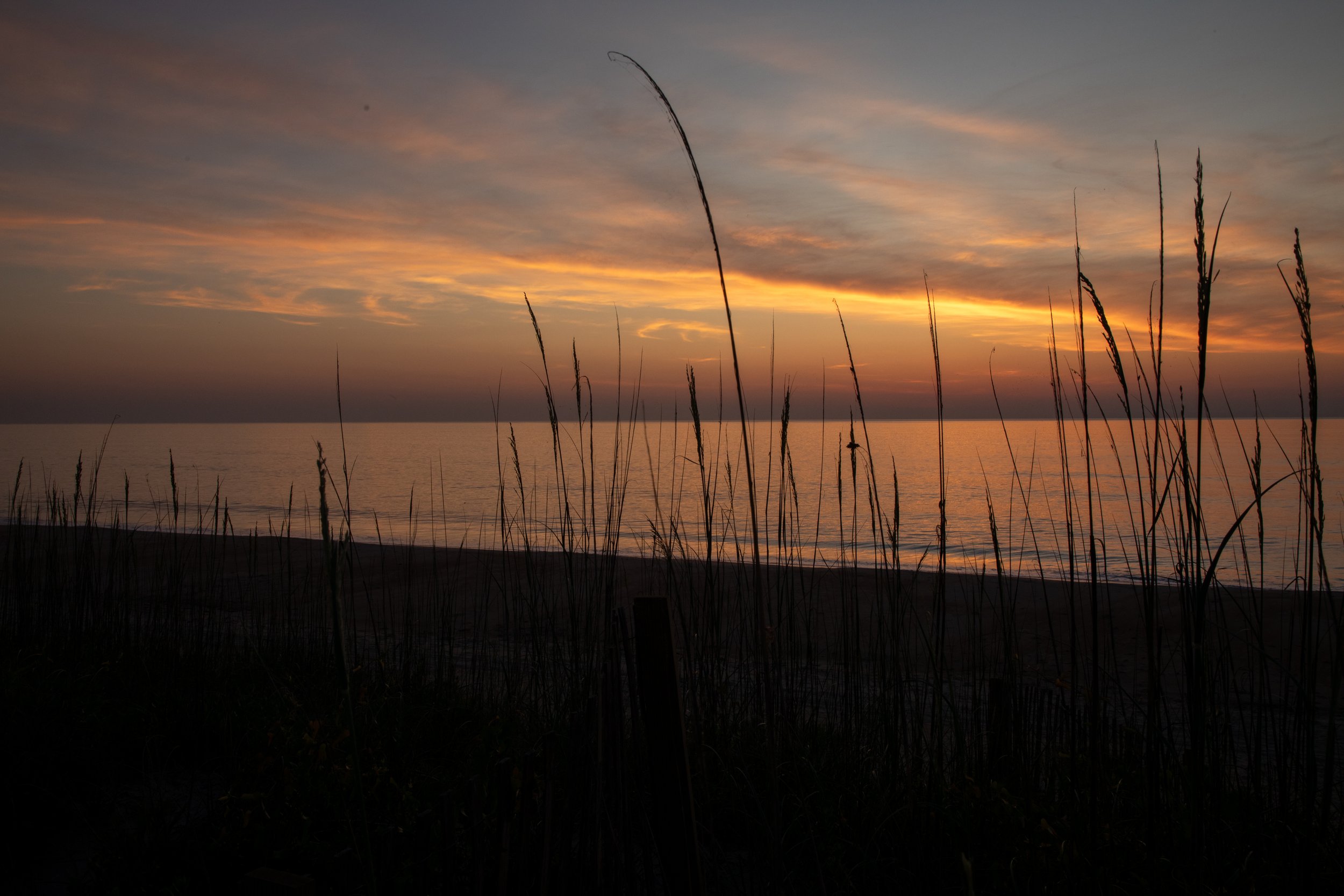 1:1 Sunrise behind Dunegrass.jpg