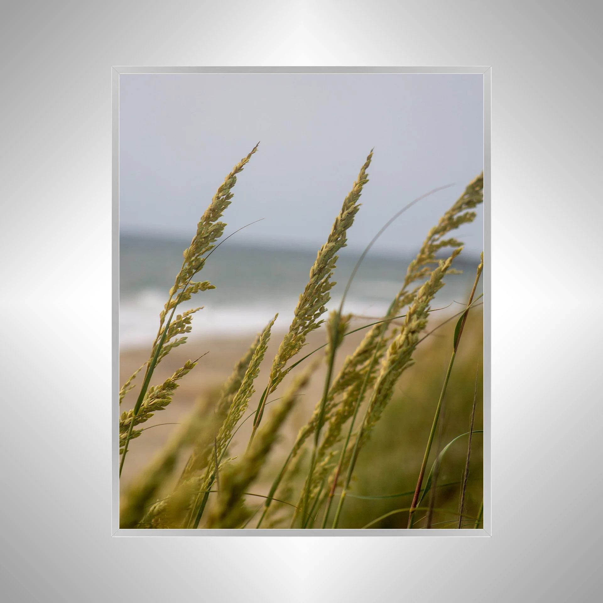 1:1 Rodanthe Dune Oats Group- Silver.jpg