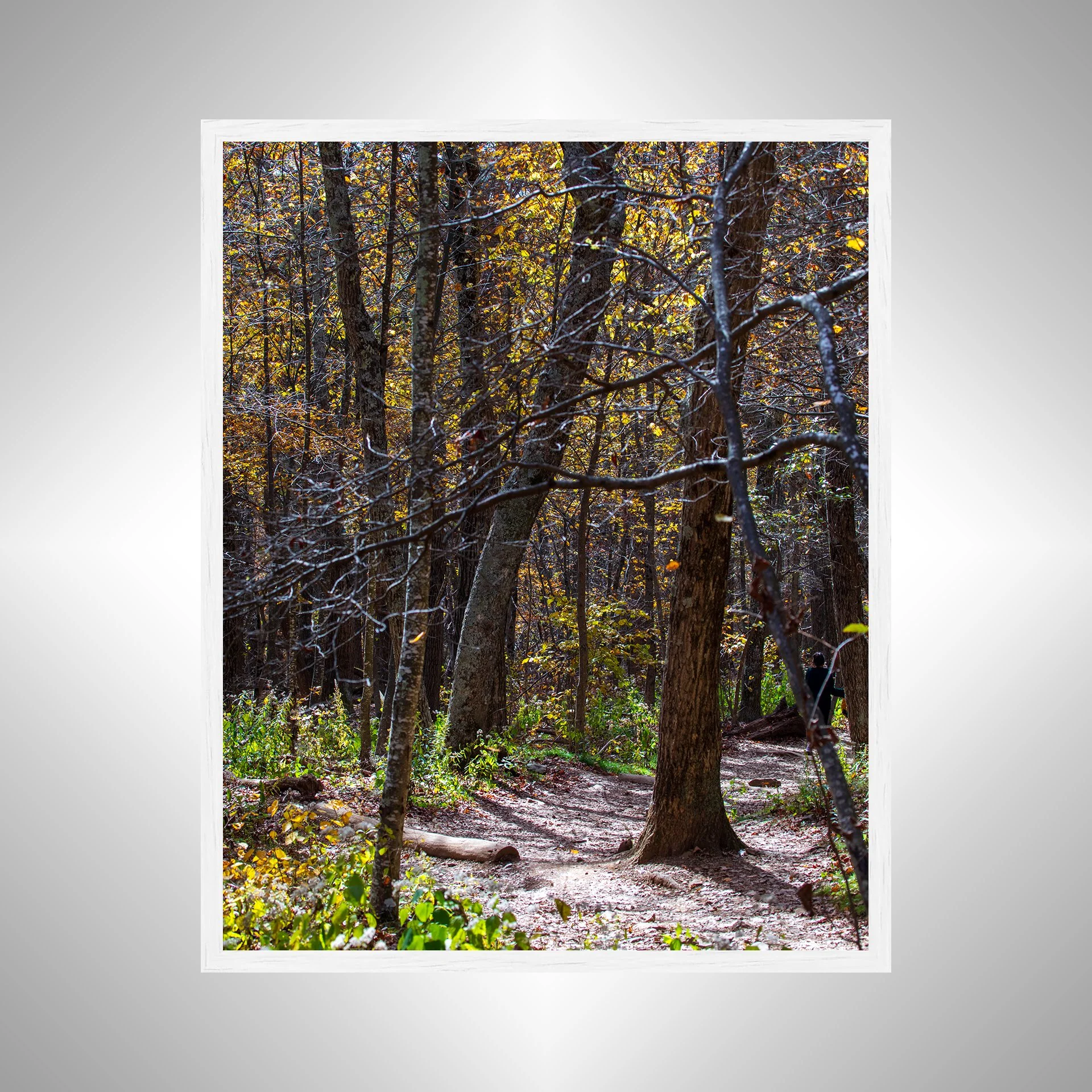 1:1 Shenandoah National Park Tree Trail- White.jpg