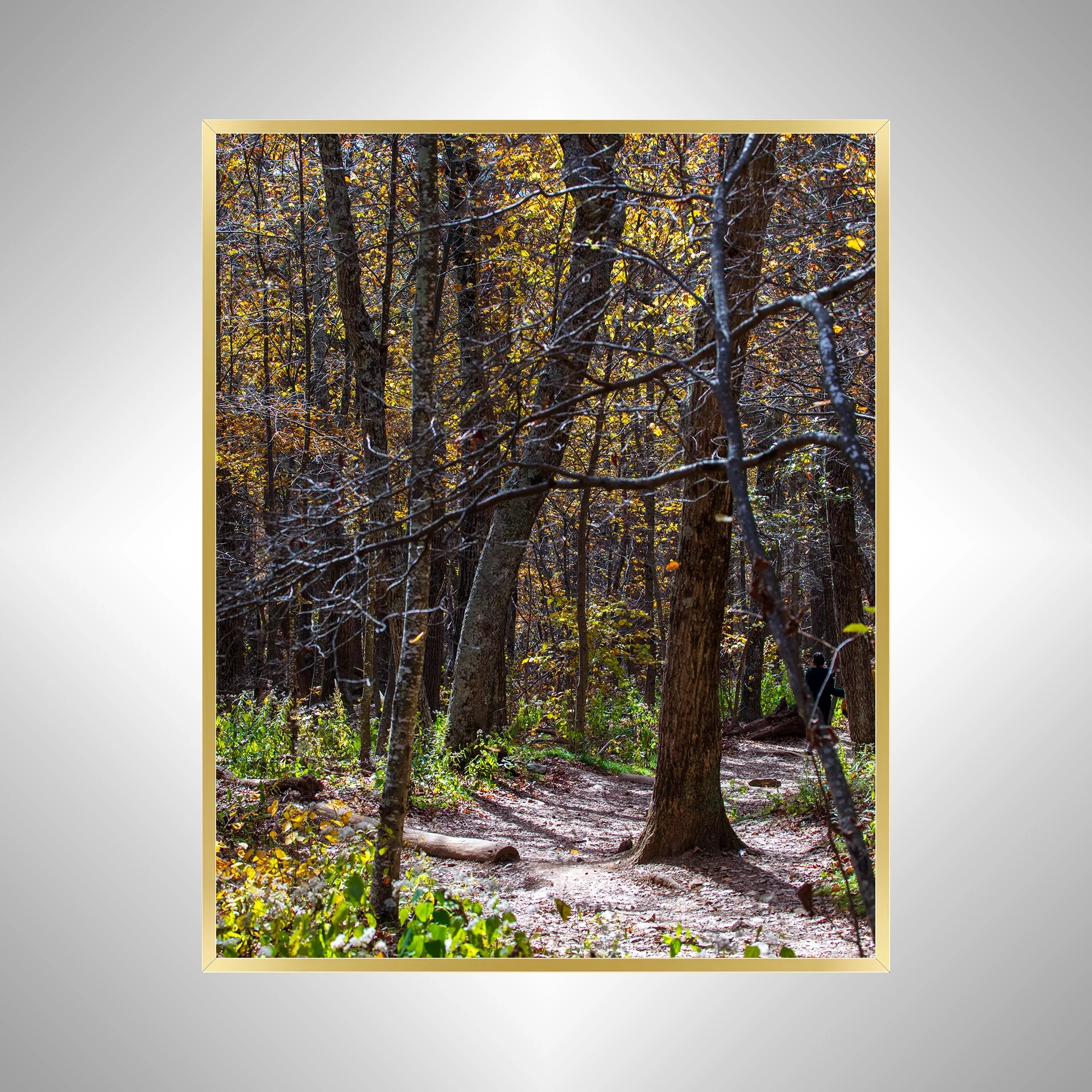1:1 Shenandoah National Park Tree Trail- Gold.jpg