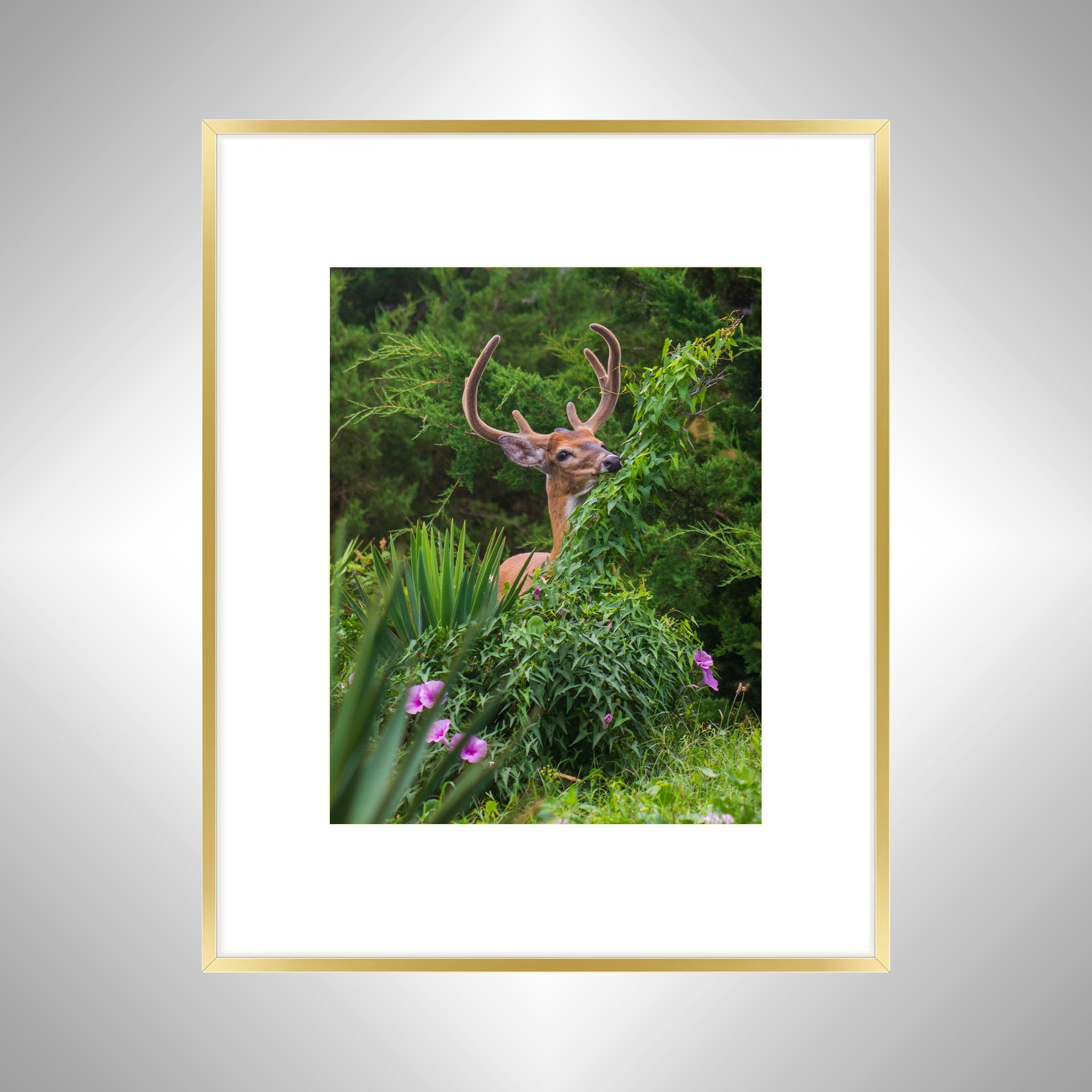 1:1 Deer Eating in Rodanthe- Gold Metal w: Border.jpg