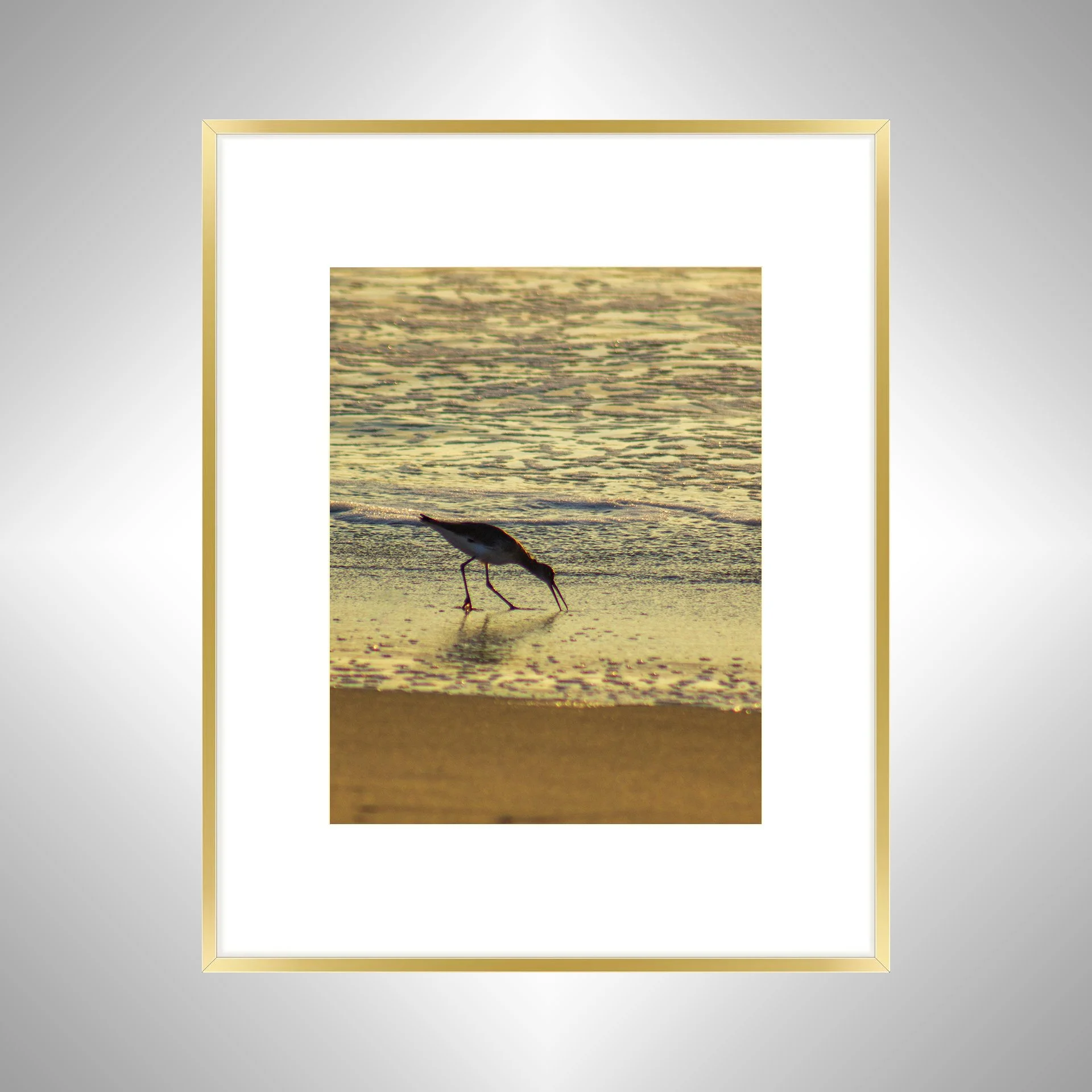 1:1 Willet Eating at Sunrise- Gol w: Border.jpg