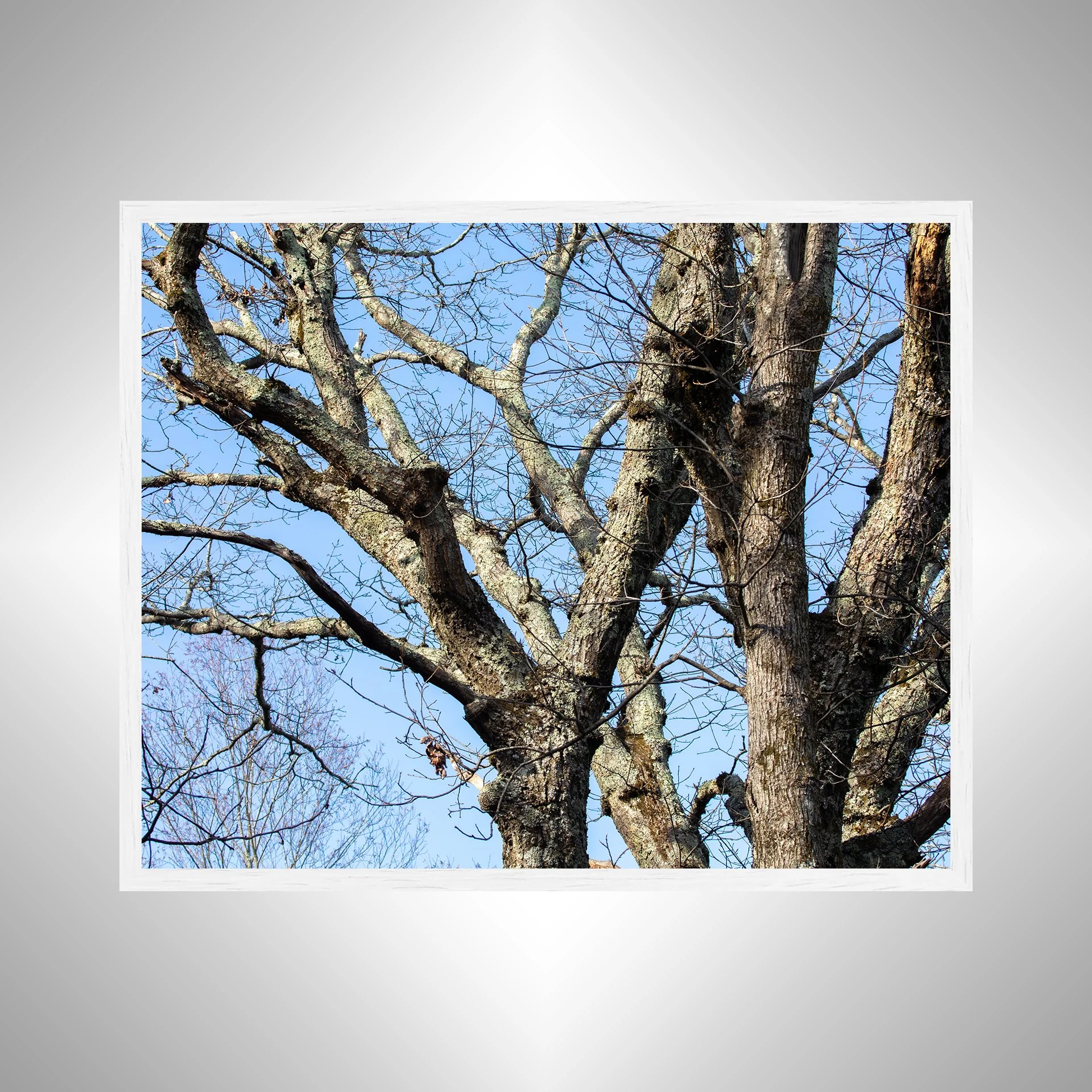 1:1 Trees at the Shenandoah National Park- White.jpg