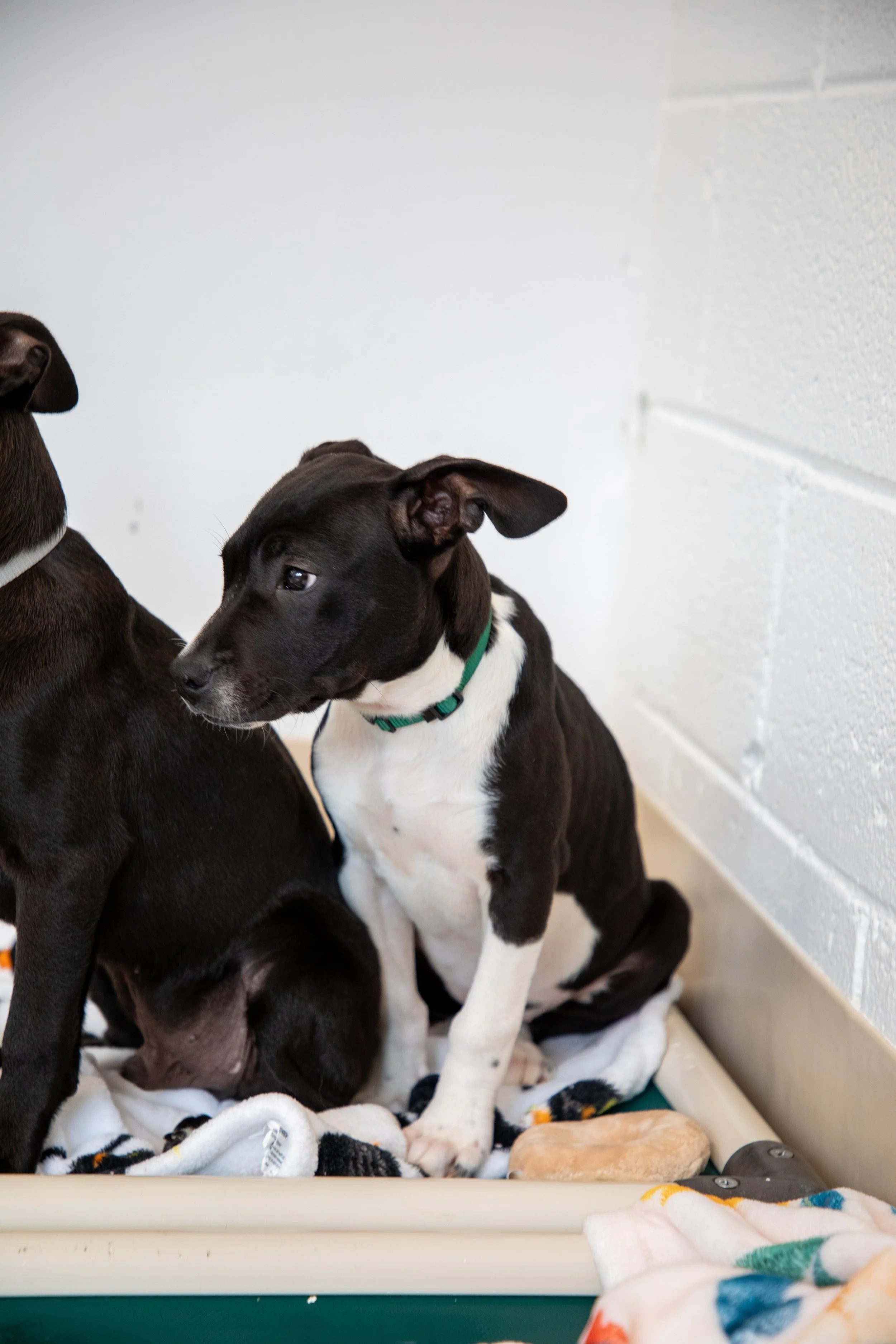 Will Locke Pet Photography- HopeForLife Unwatermarked10.jpg